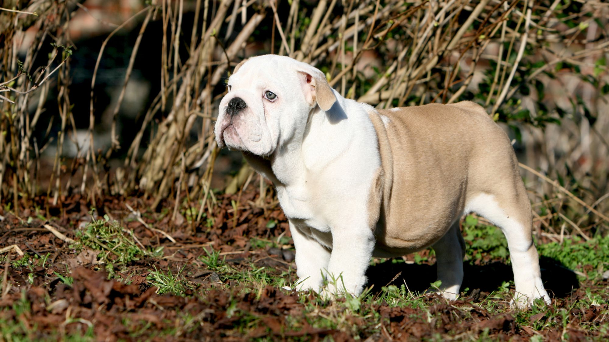 Engelse Bulldog puppy staat voor riet