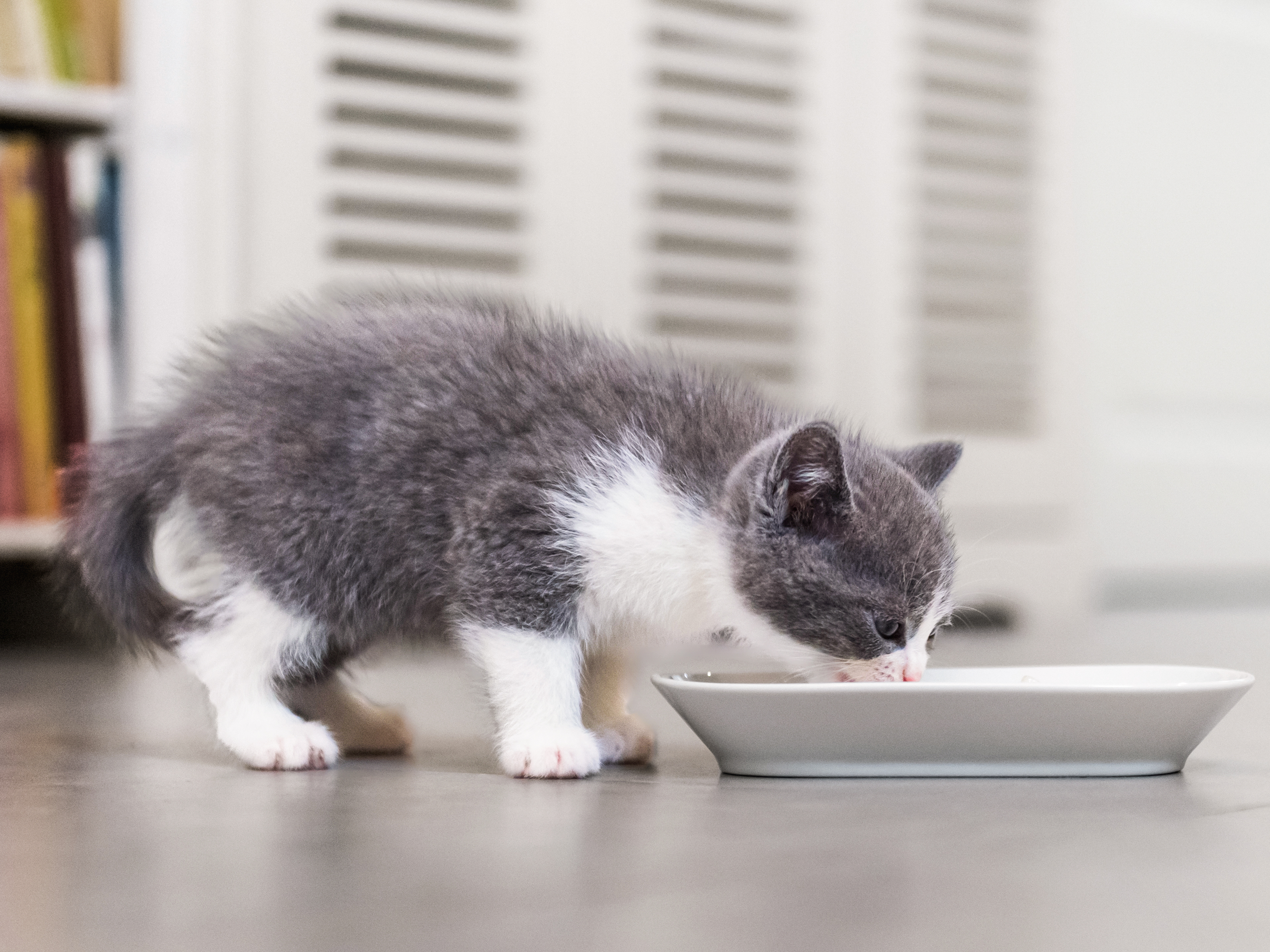 Grey and white kitten standing inside eating from a white feeding bowl