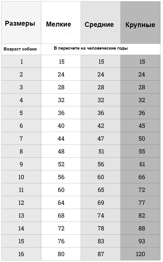 Соотношение возраста собаки и человека: таблица возраста собак по человеческим меркам