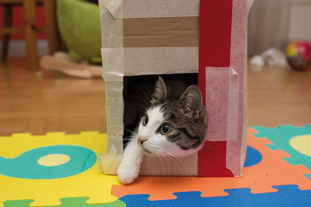 Diabetic cats should be encouraged to maintain their activity levels; both physical activity and loss of body fat can contribute to remission of the diabetic state. By enriching a cat’s environment with things such as boxes, tunnels and climbing frames, the cat will be encouraged to explore its surroundings.