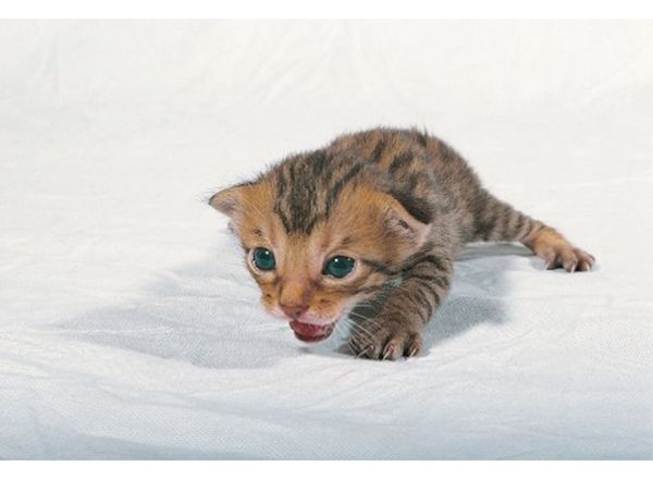 793　専用確認中です！　　子猫の写真とビーズ3個セット 793 専用確認中です！ 子猫の写真とビーズ3個セット Amazon.co.jp: