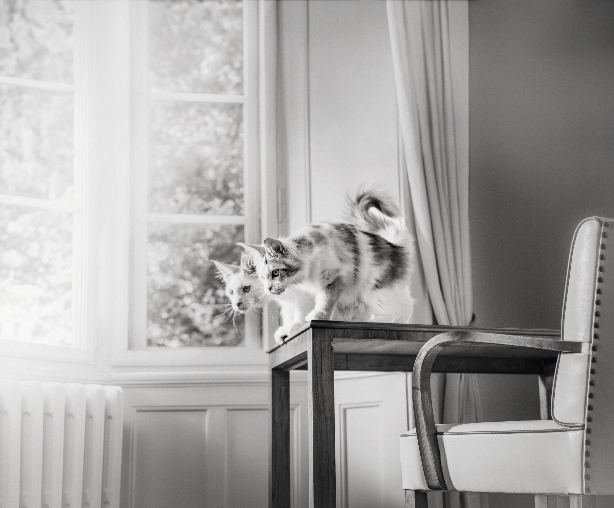 english setter and maine coon