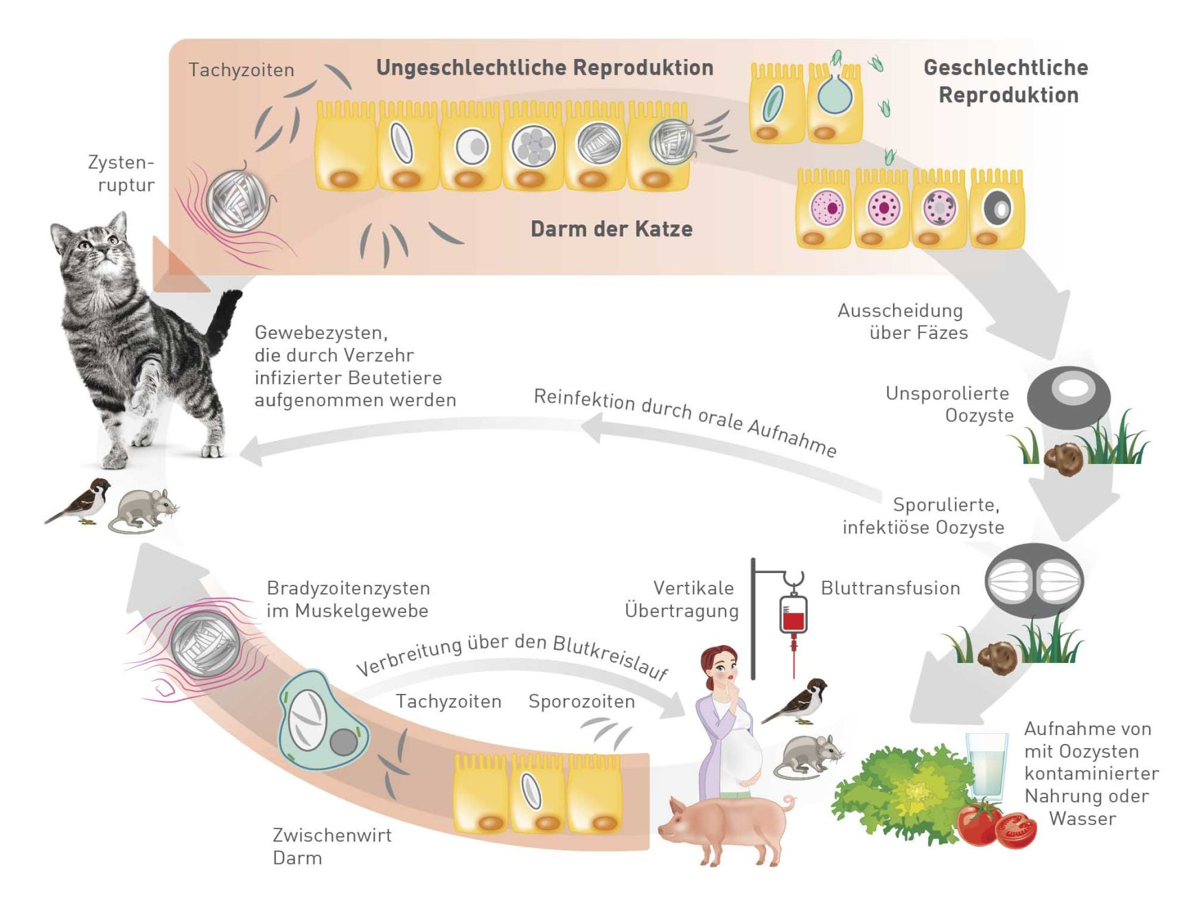 Entwicklungszyklus von Toxoplasma gondii