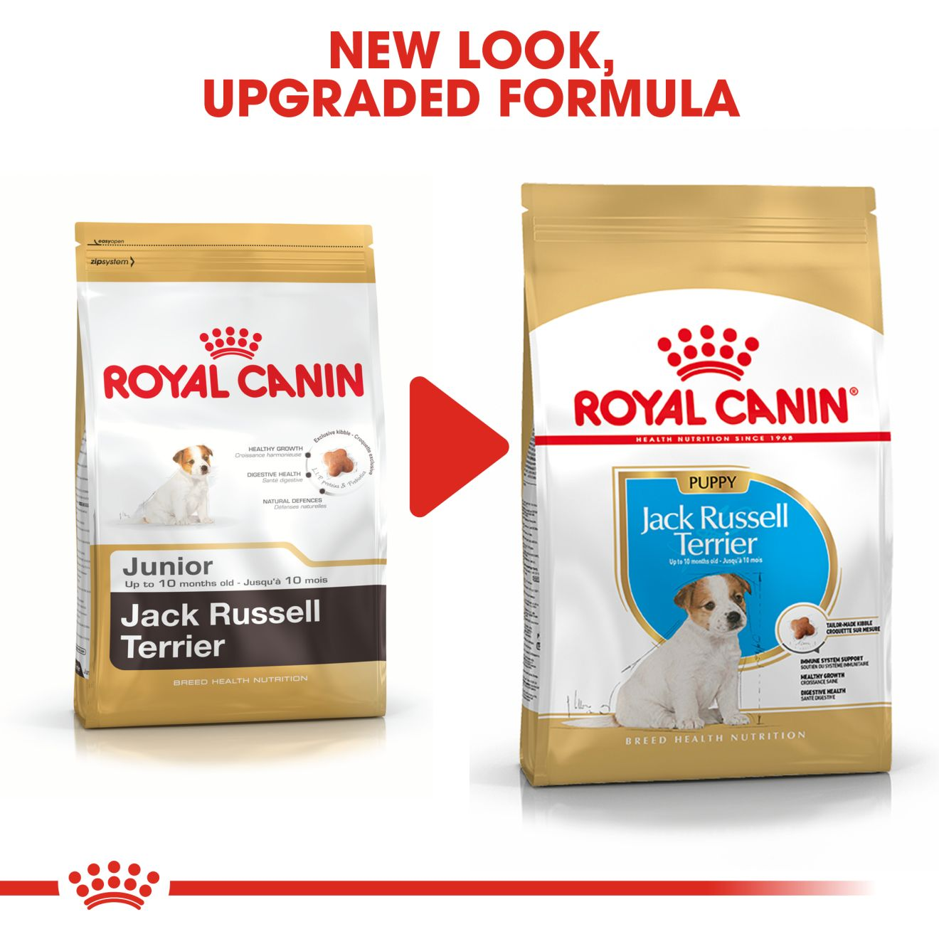 Best puppy food for jack russell terrier sale