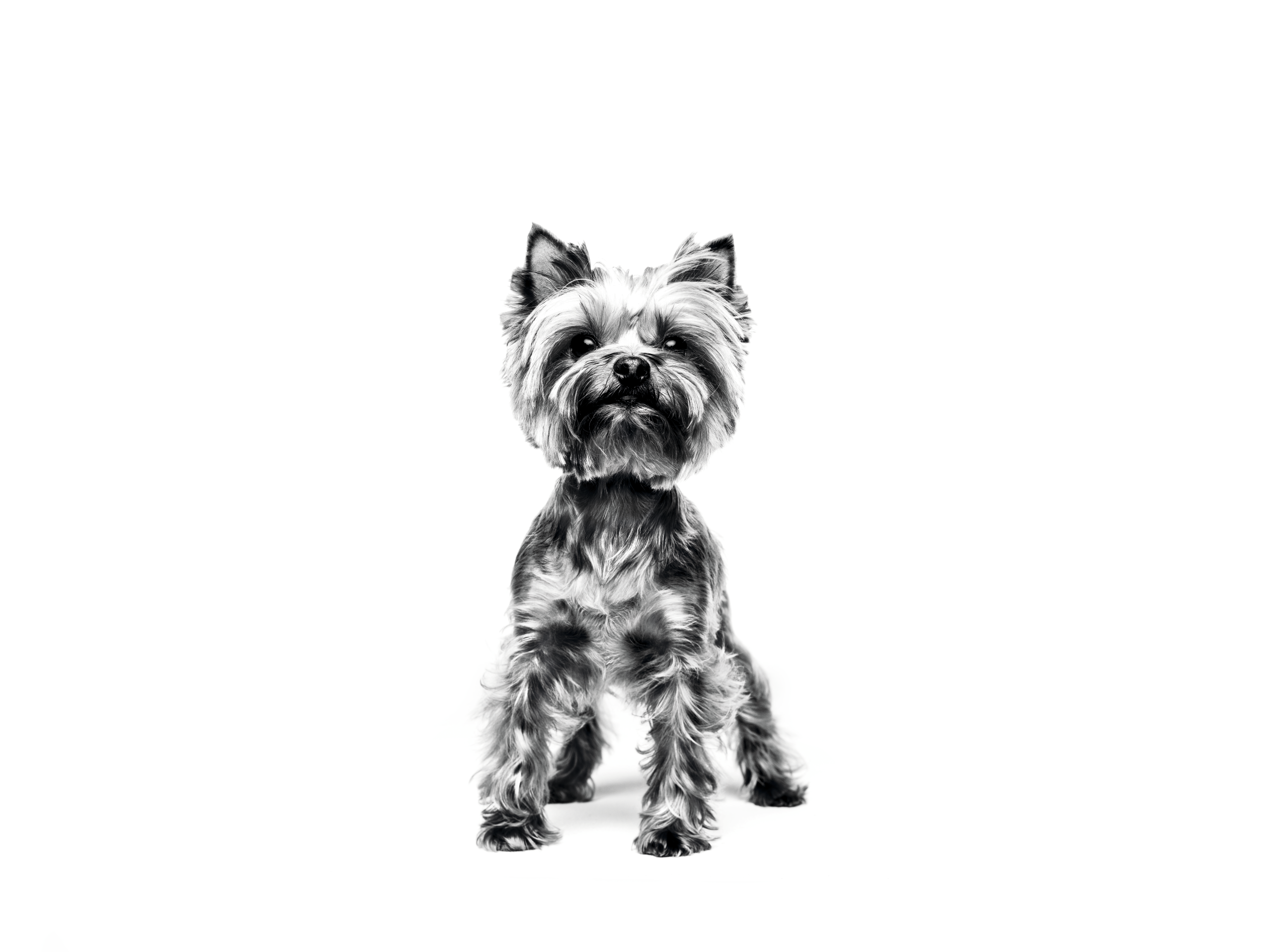 Yorkshire Terrier adult standing in black and white on a white background