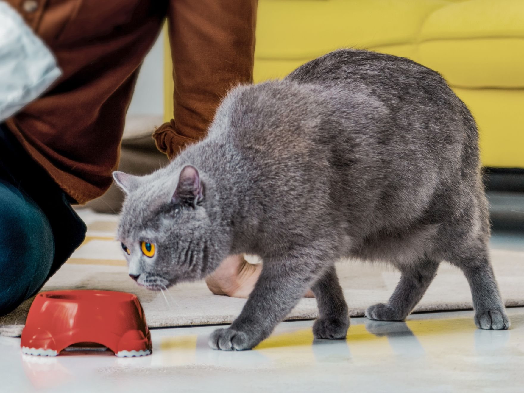 Ein Schwarzweiß-Bild einer ausgewachsenen Britisch-Kurzhaar-Katze steht in einem Wohnzimmer neben einer roten Schüssel