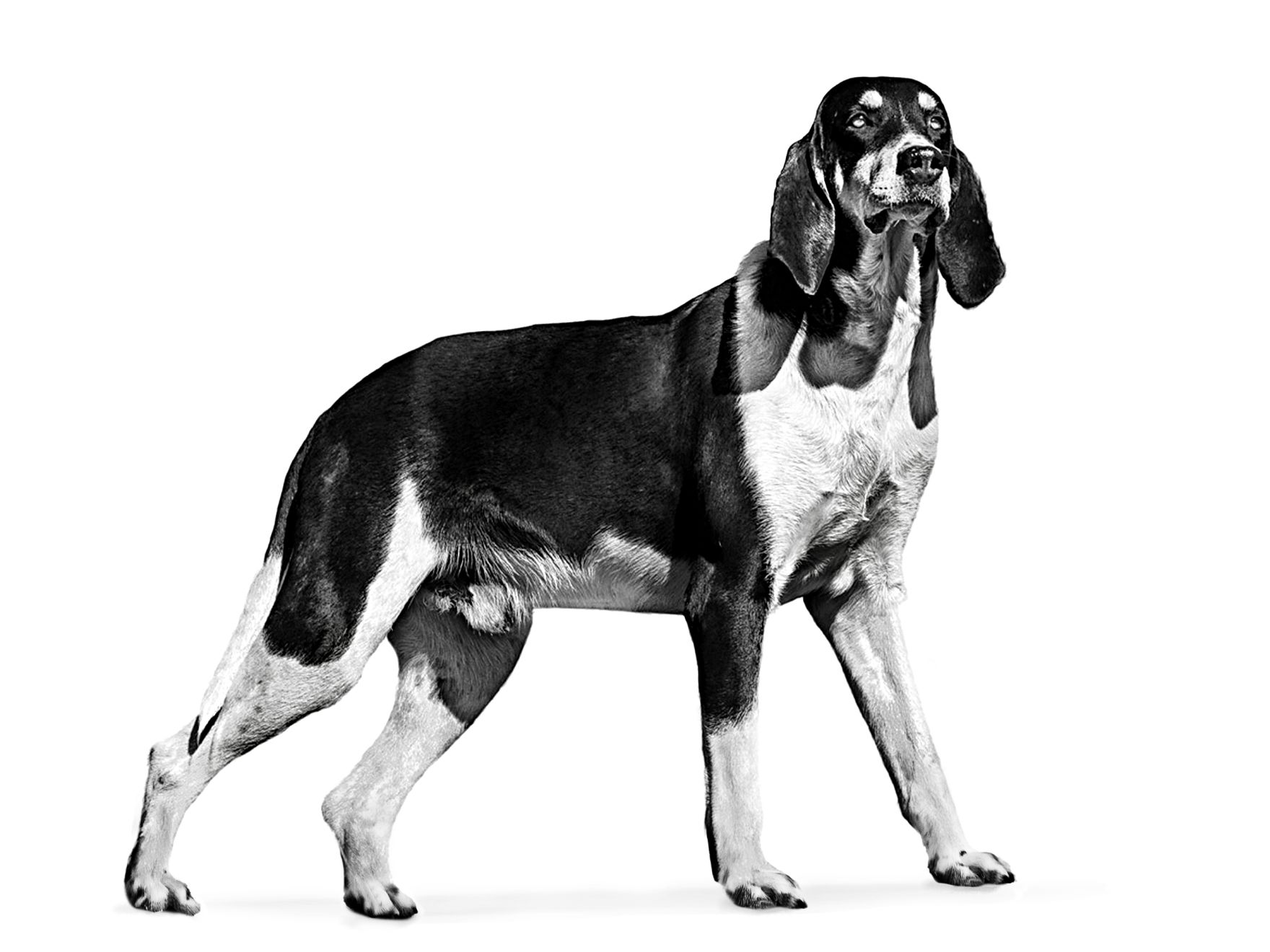 French hounds hot sale