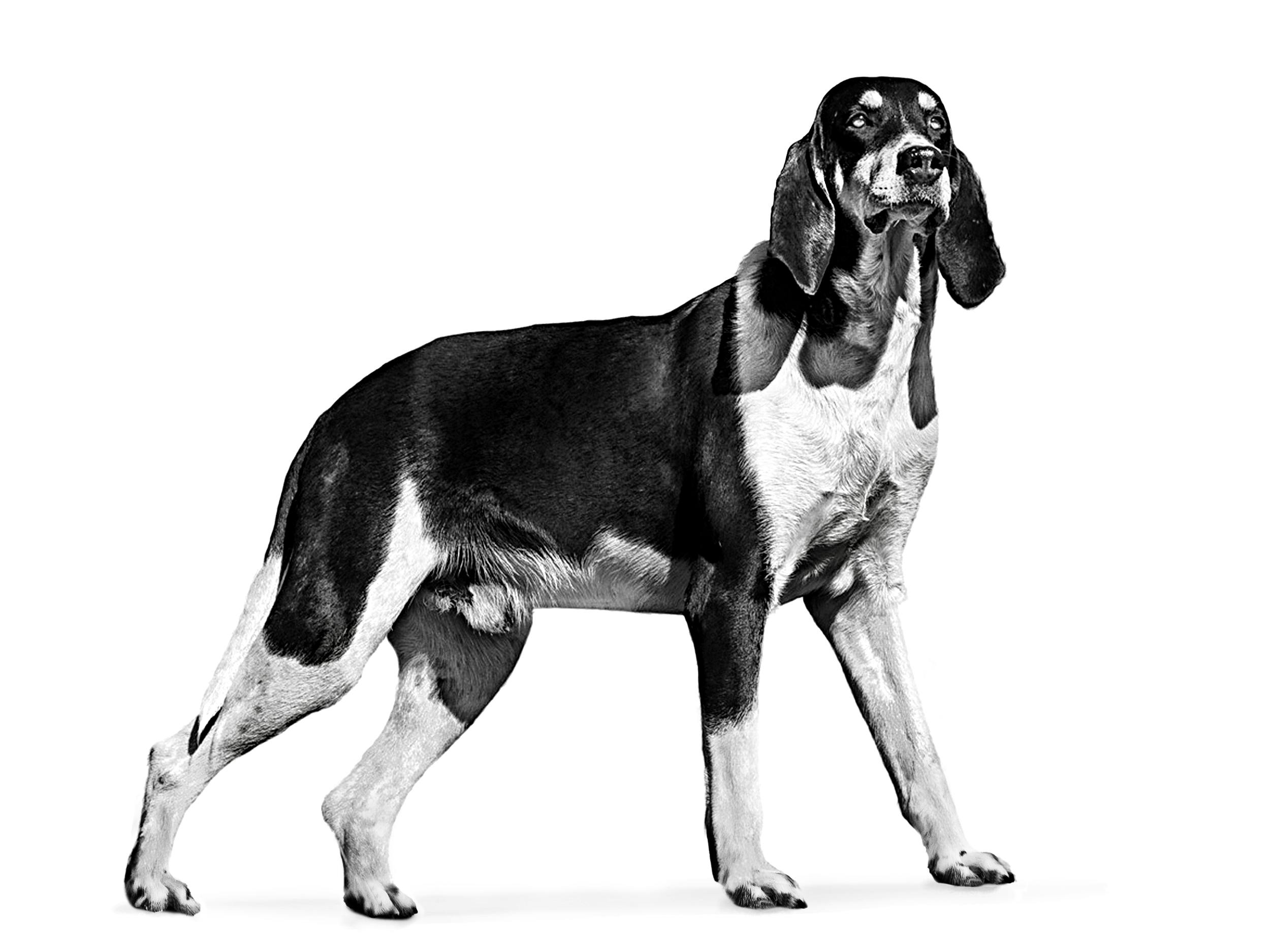 Black 2024 hound dog