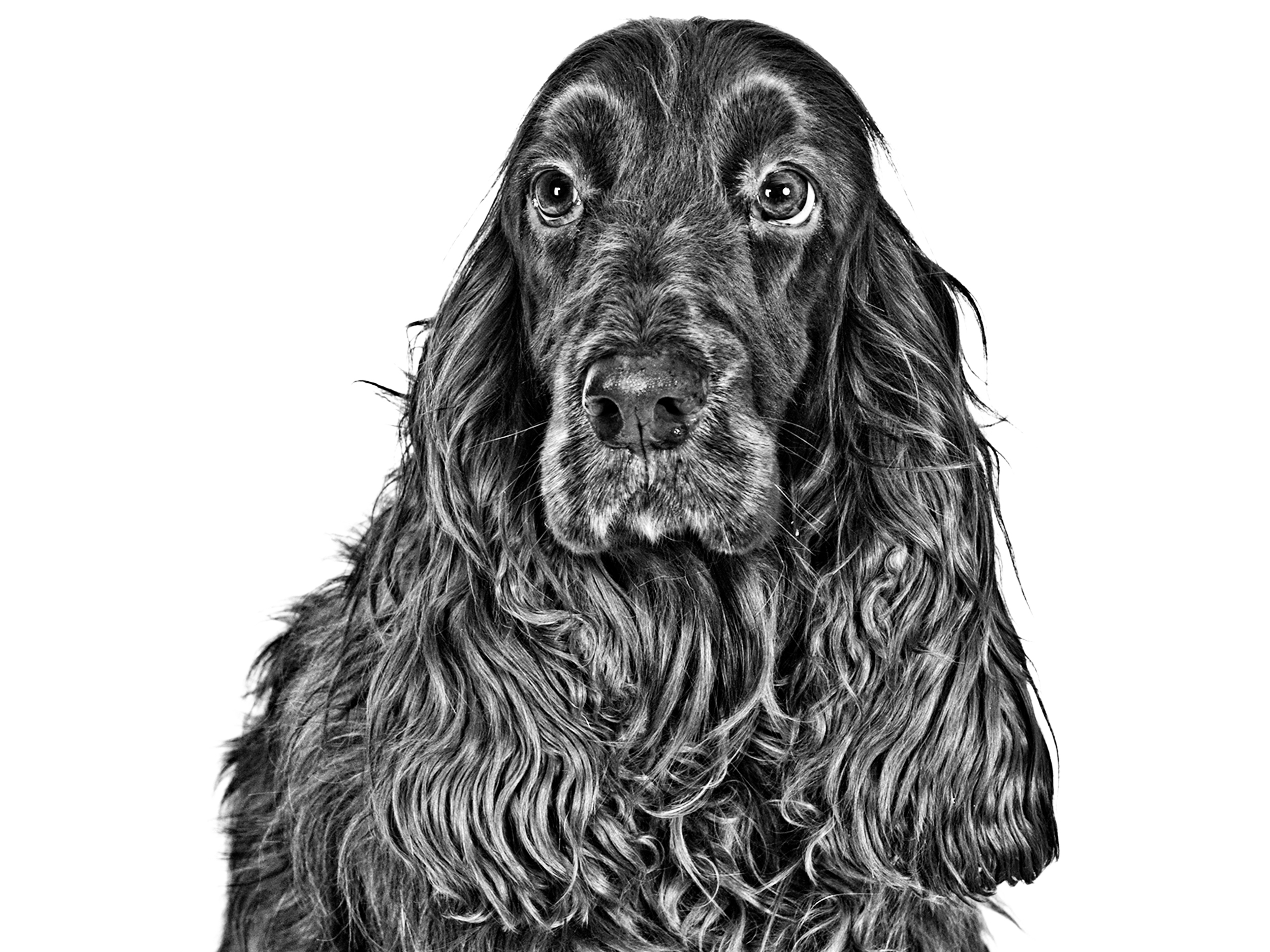 Field spaniel adult black and white