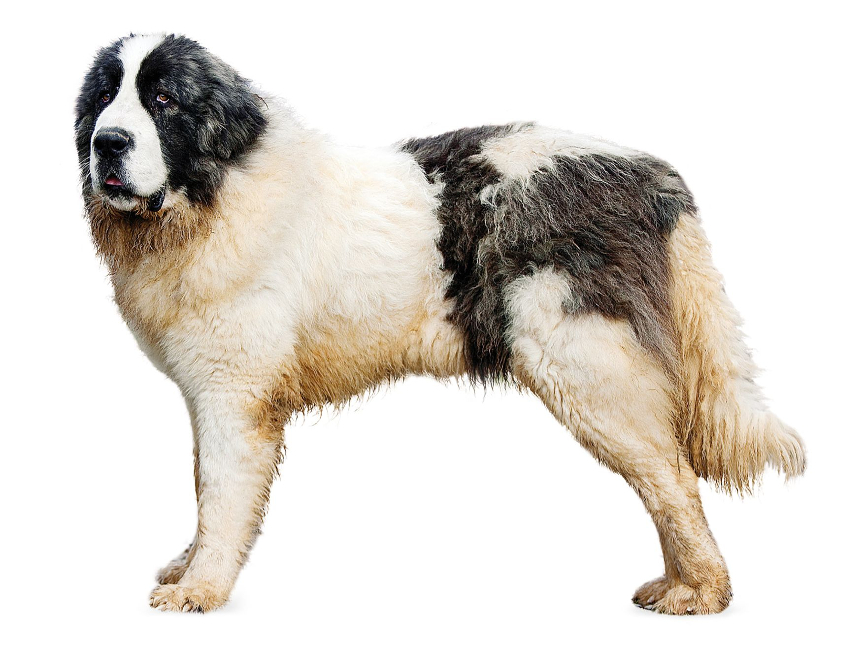 Pyrenean Mastiff adult standing black and white