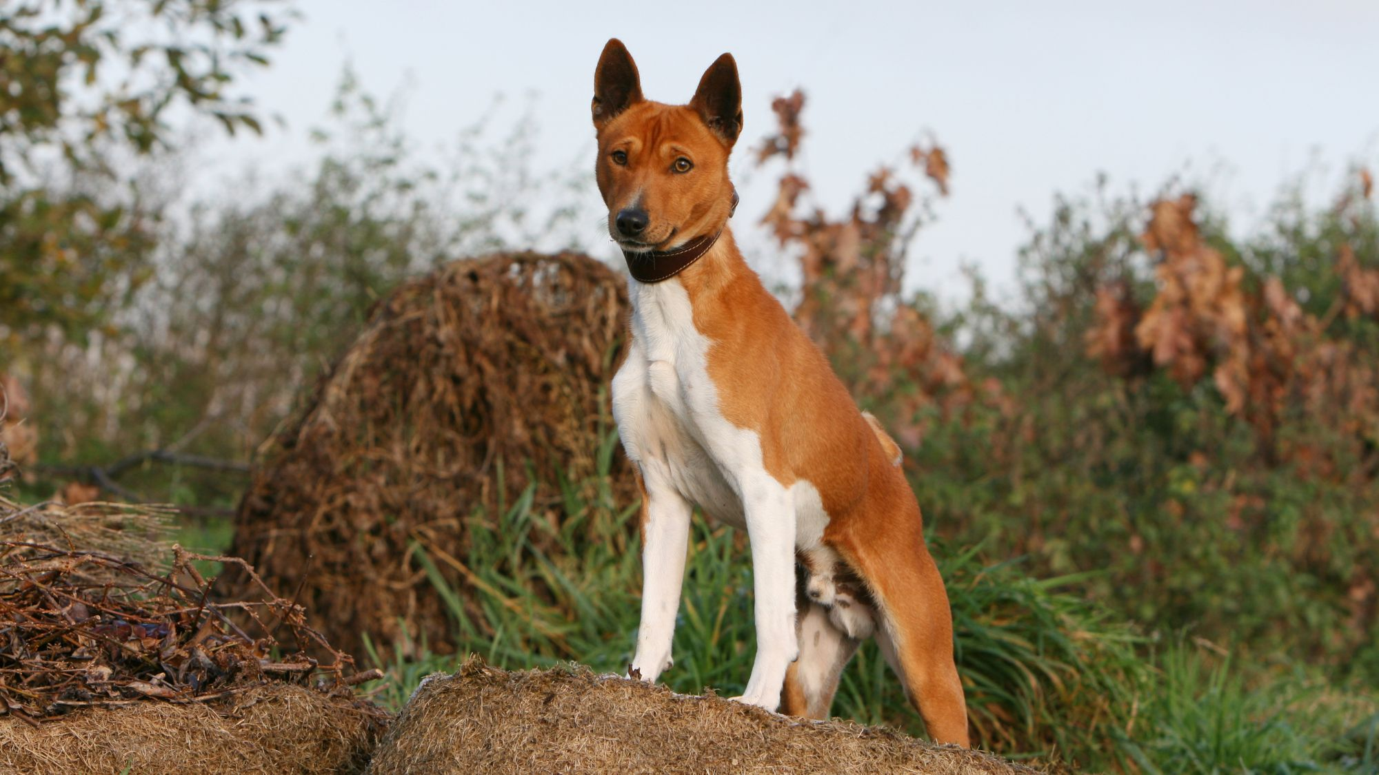 Basenji stood on a mud mound with brown leather collar on