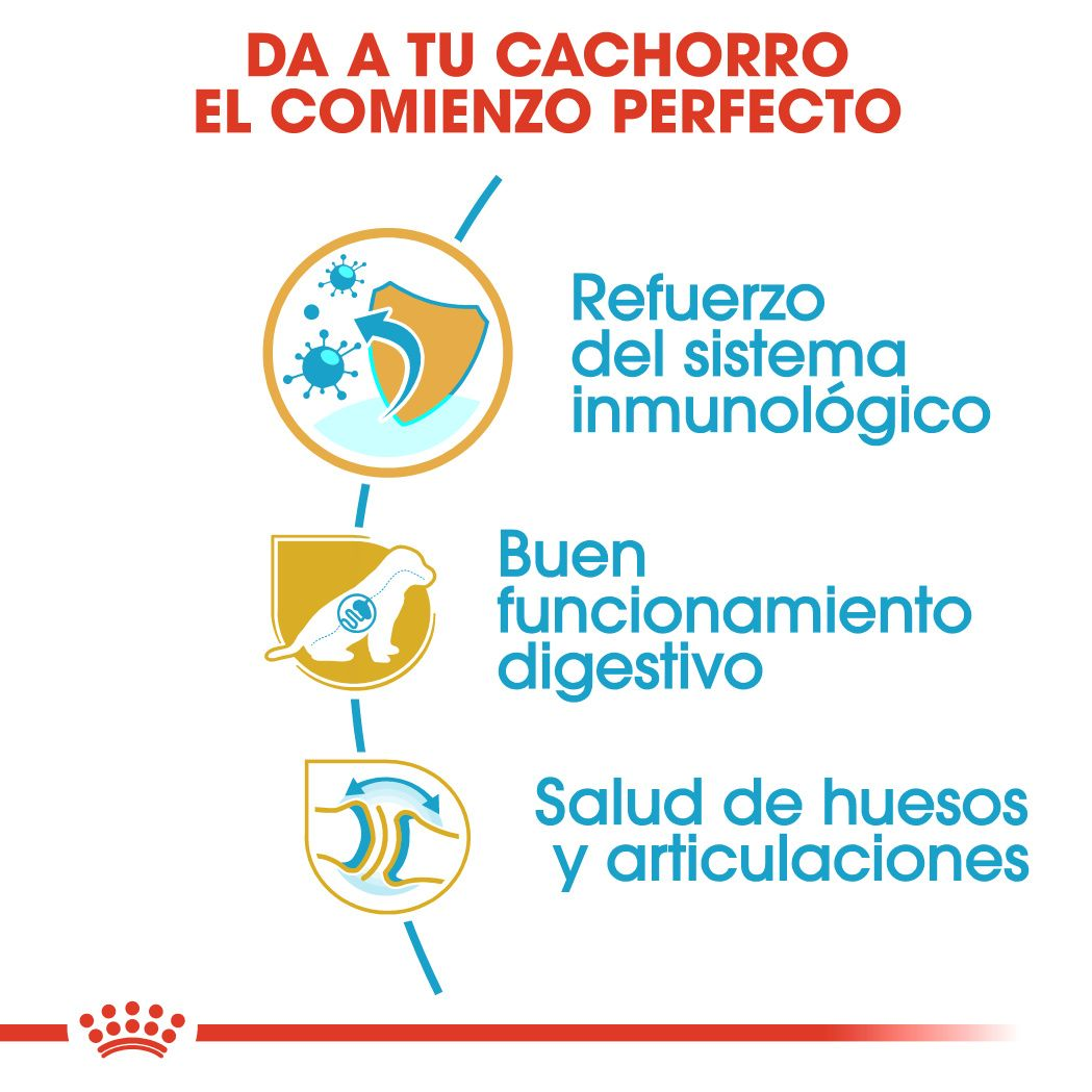 German Shepherd Puppy