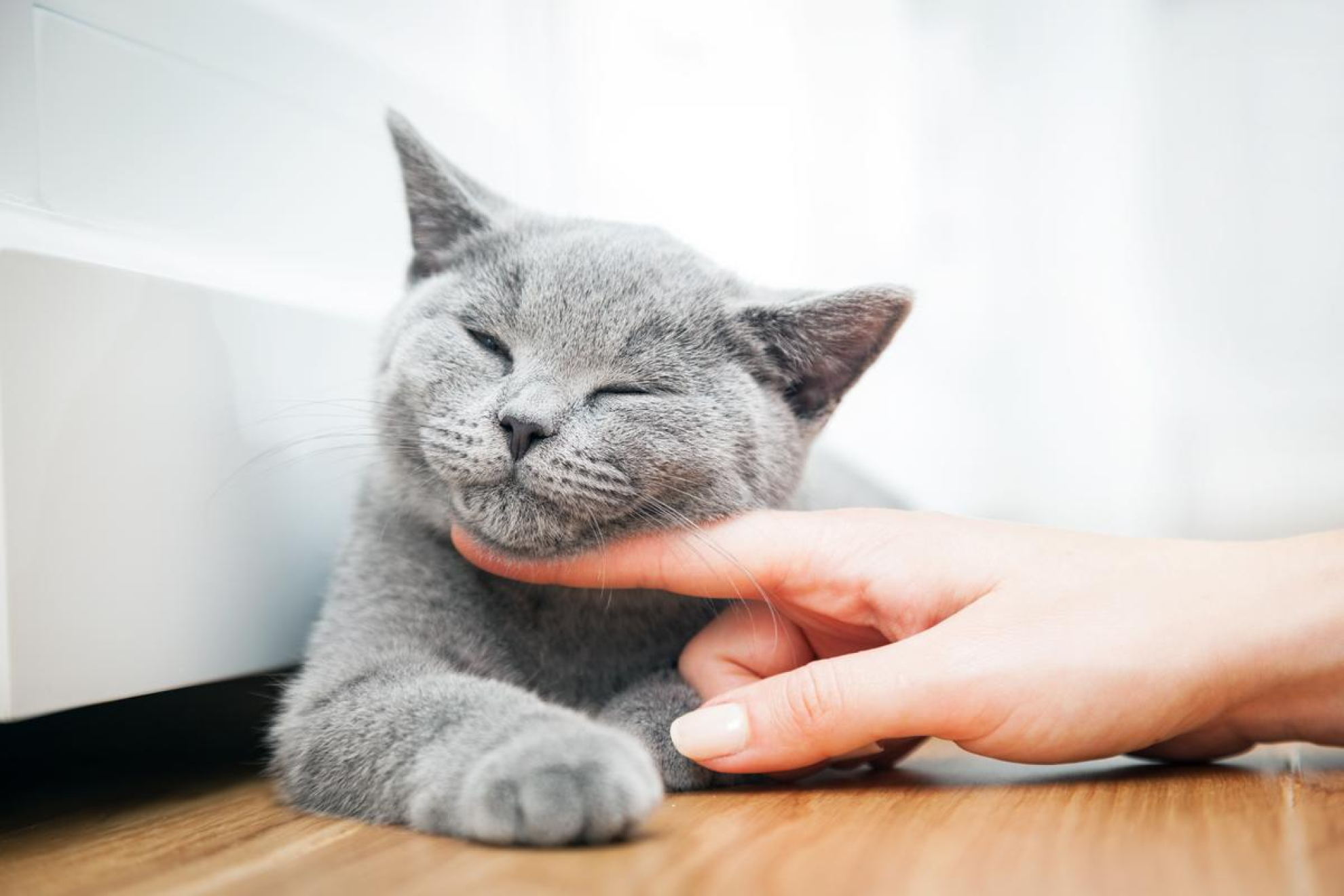 Comment prendre la température de son chat