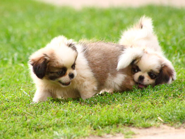 Twee puppy's die samen spelen
