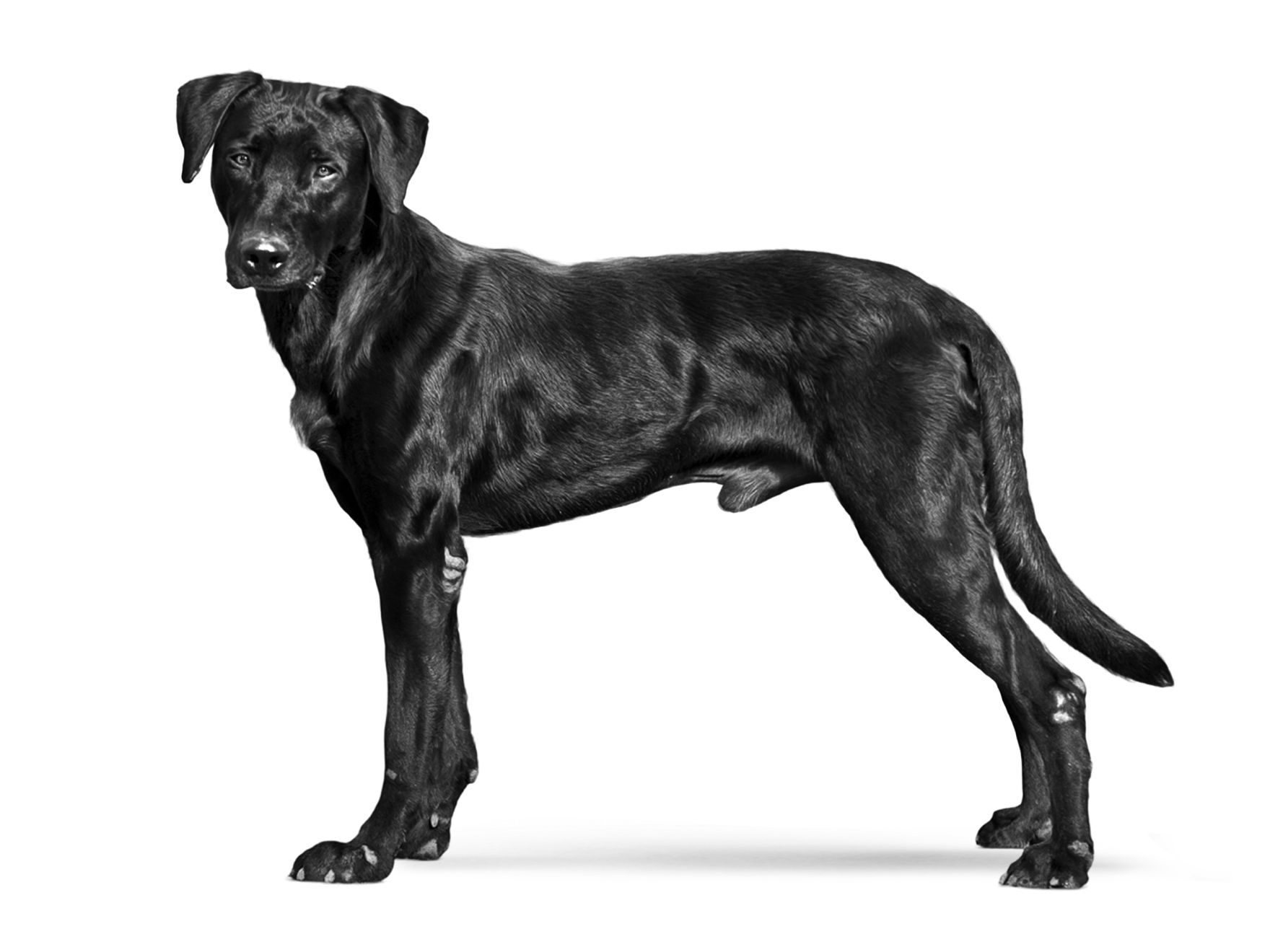 Cane da Pastore Mallorquin adulto in bianco e nero