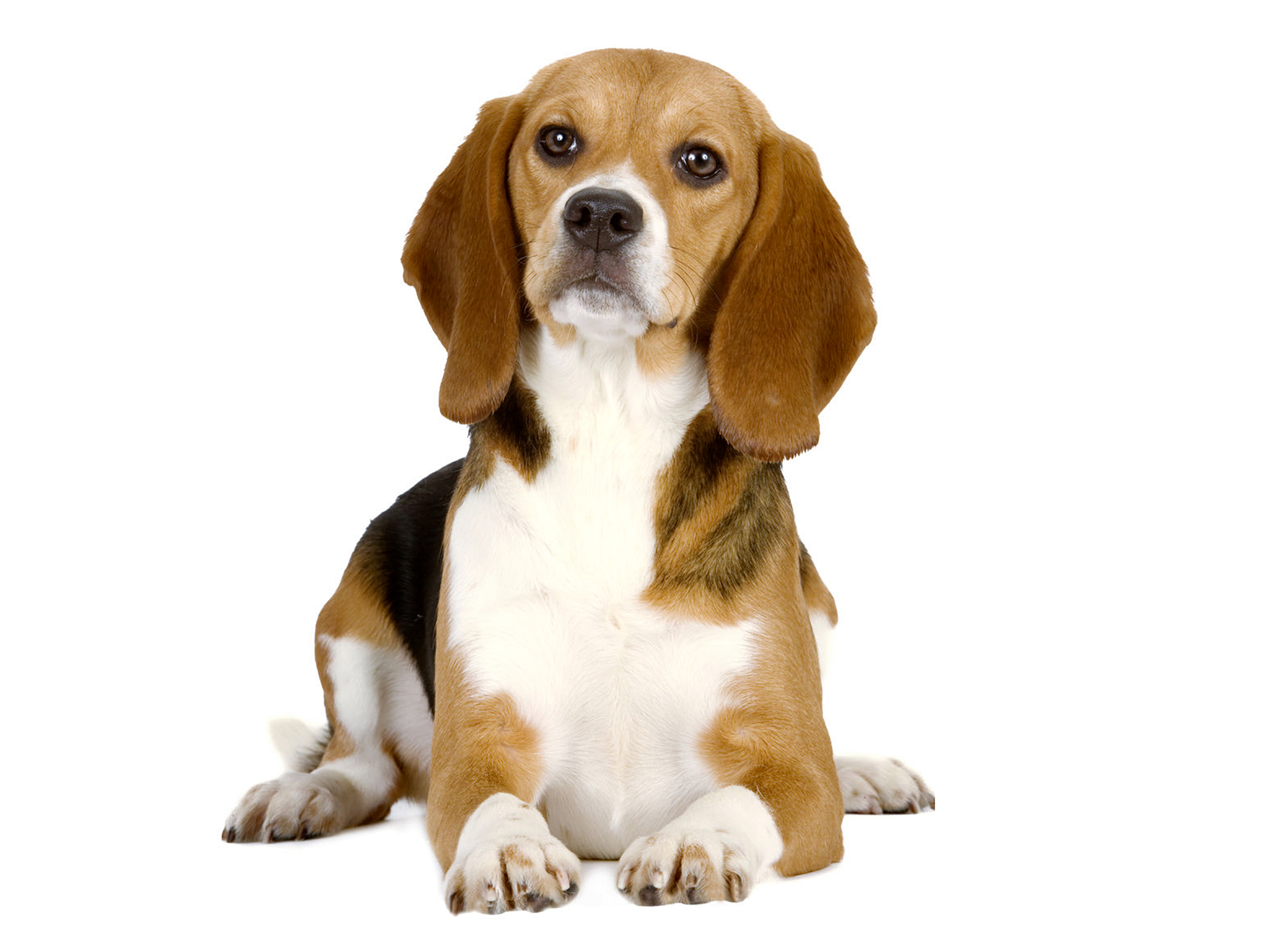 Beagle