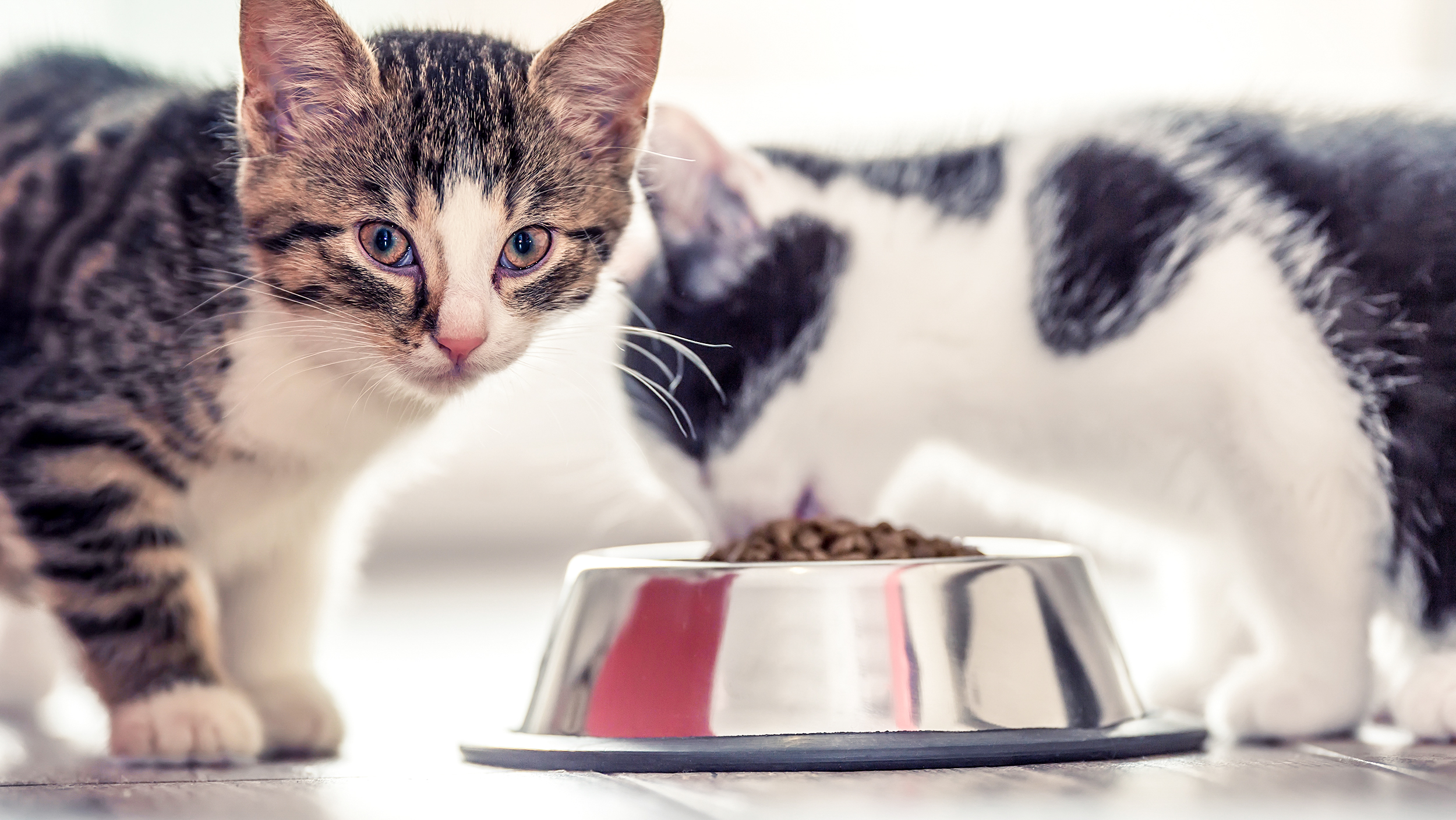 Two kitten cats standing in a kitchen one eating from a silver bowl one standing next to it.