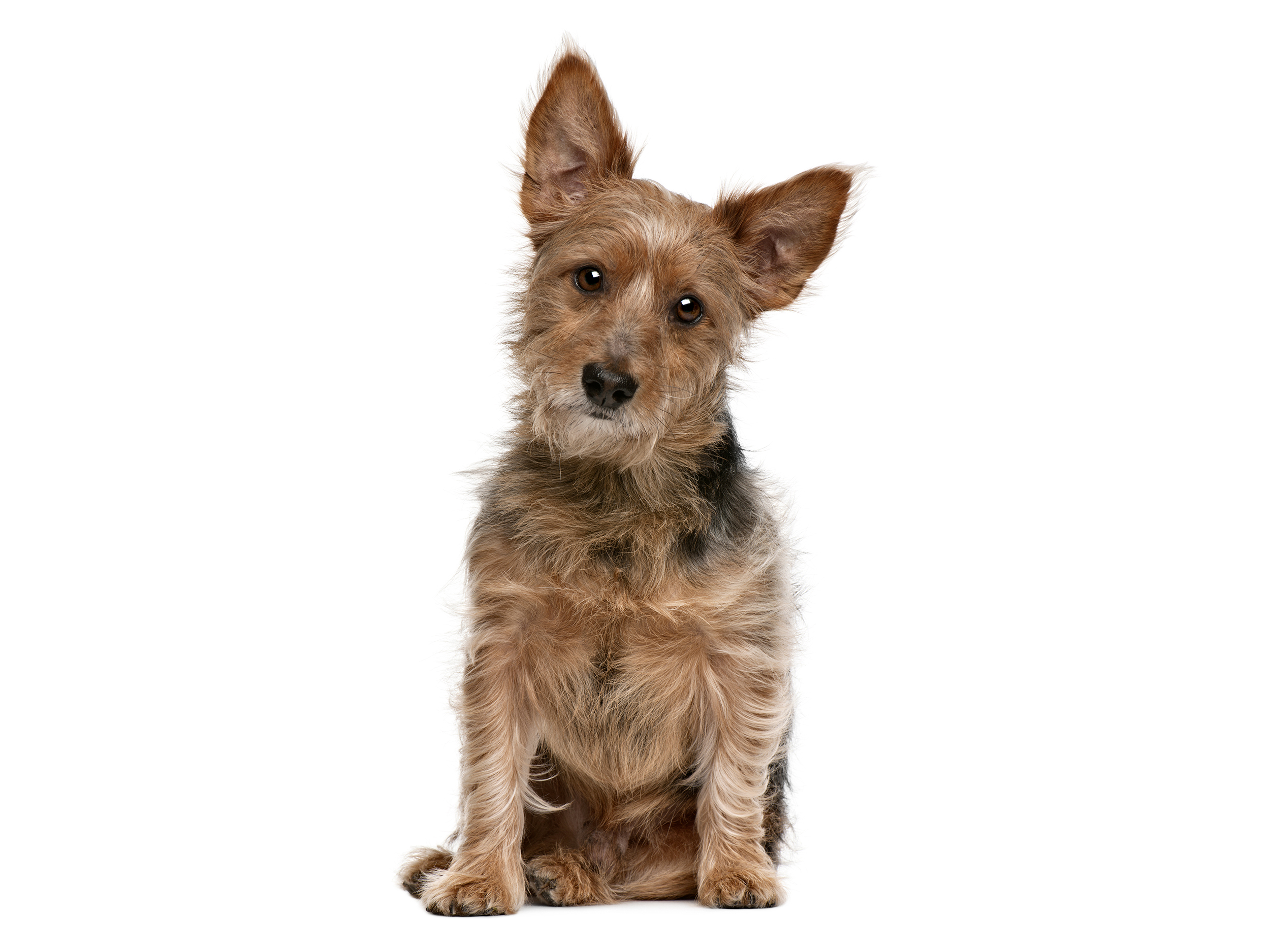 Australian Terrier in bianco e nero