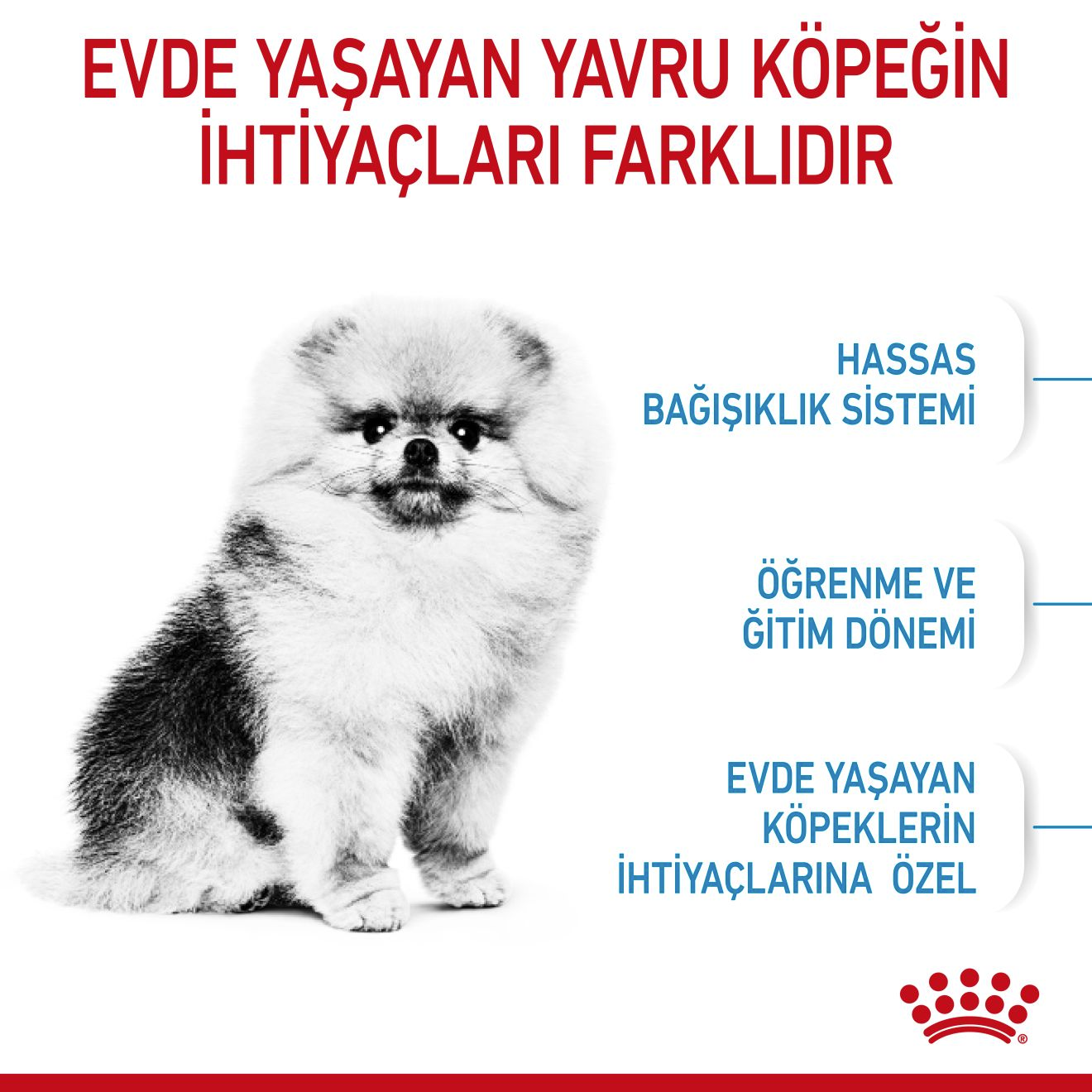 Mini Indoor Puppy Yavru Köpek Kuru Maması