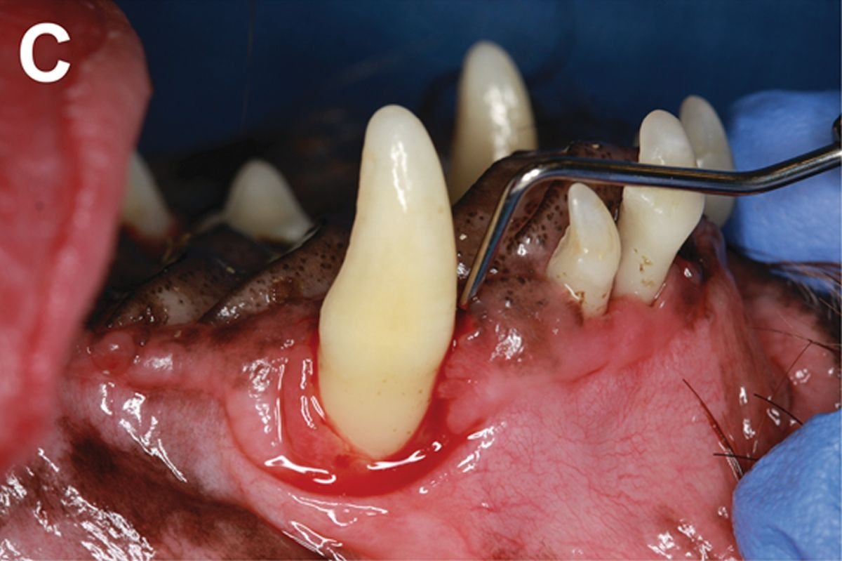 Der linke maxilläre Caninus nach dem Scaling. Die Parodontalsonde ist mesiopalatinal eingeführt und zeigt eine Taschentiefe über 12 mm, einhergehend mit einer oronasalen Fistel. 