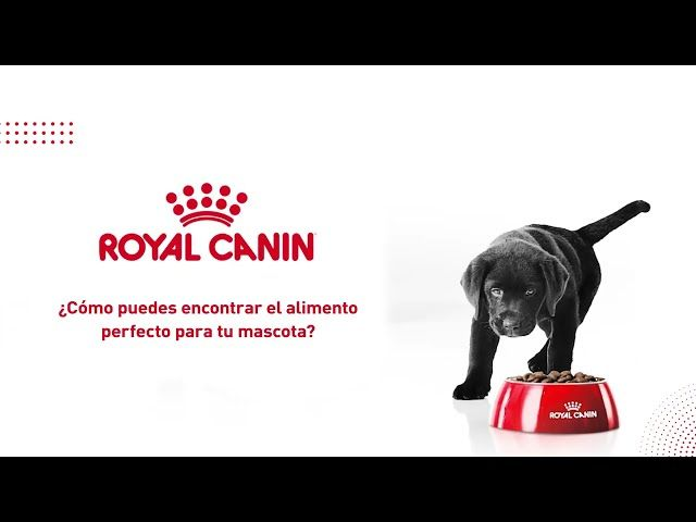 ¿Cómo puedes encontrar el alimento perfecto para tu mascota?