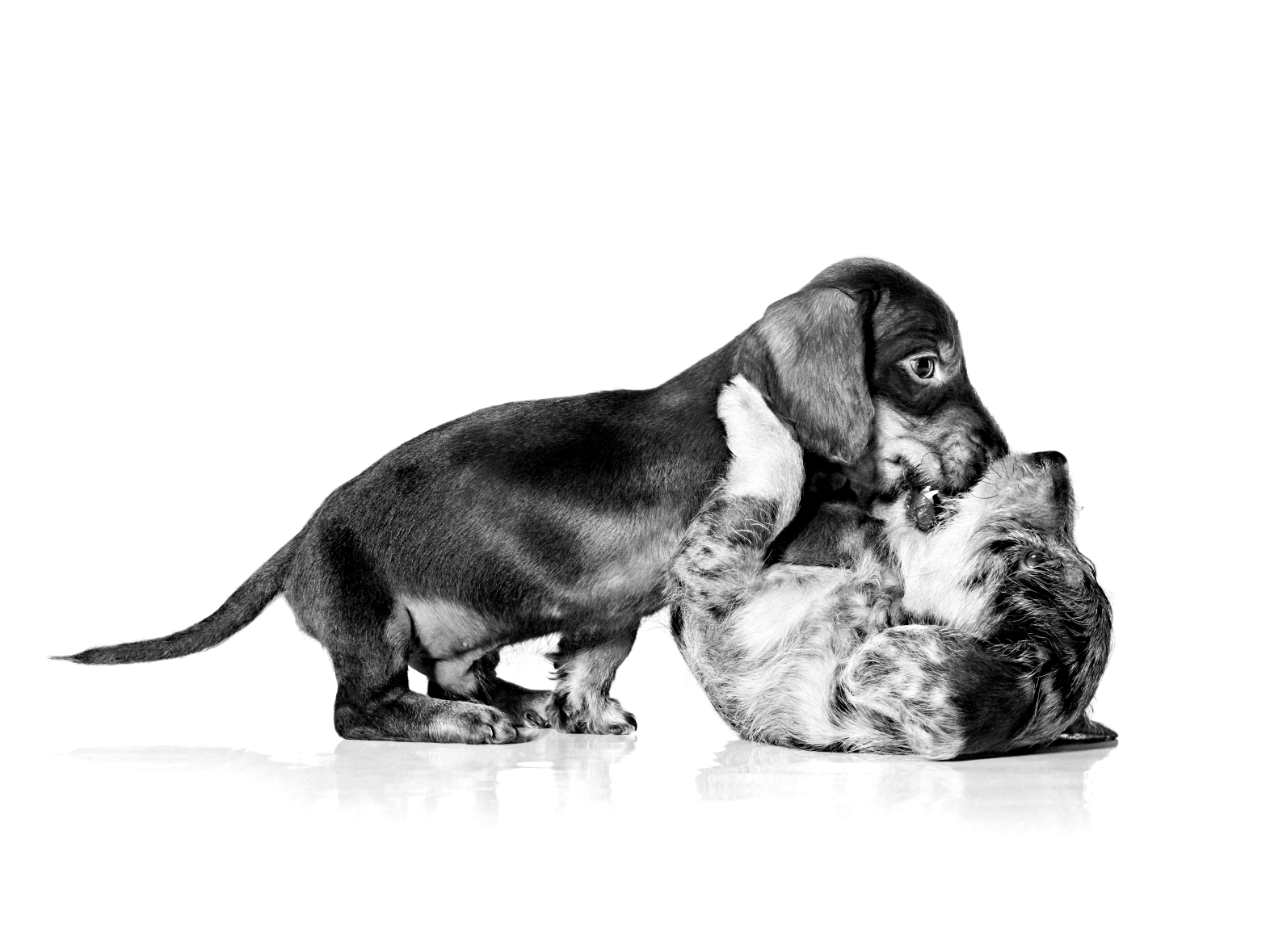 Dachshund puppies playing in black and white