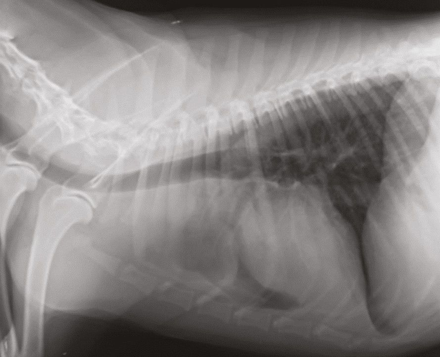 La radiographie peut être utile pour rechercher la cause d’une hypercalcémie