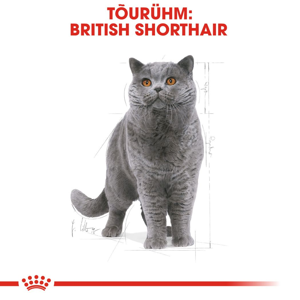 Royal Canin British Shorthair Adult kuivtoit