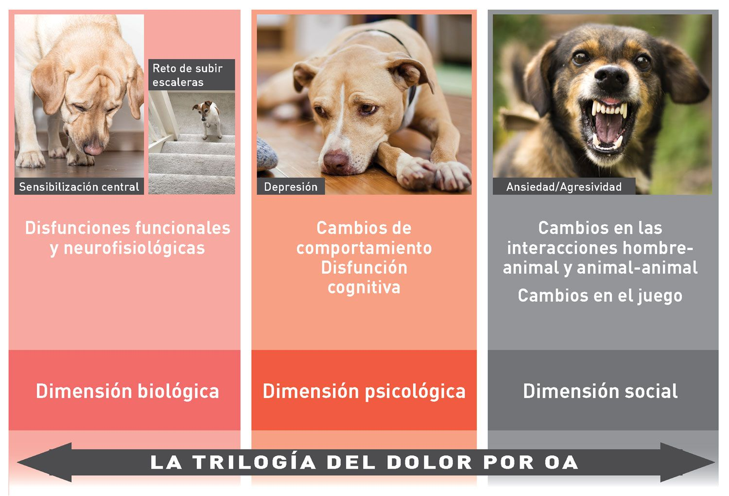 Tres dimensiones del dolor en la osteoartritis