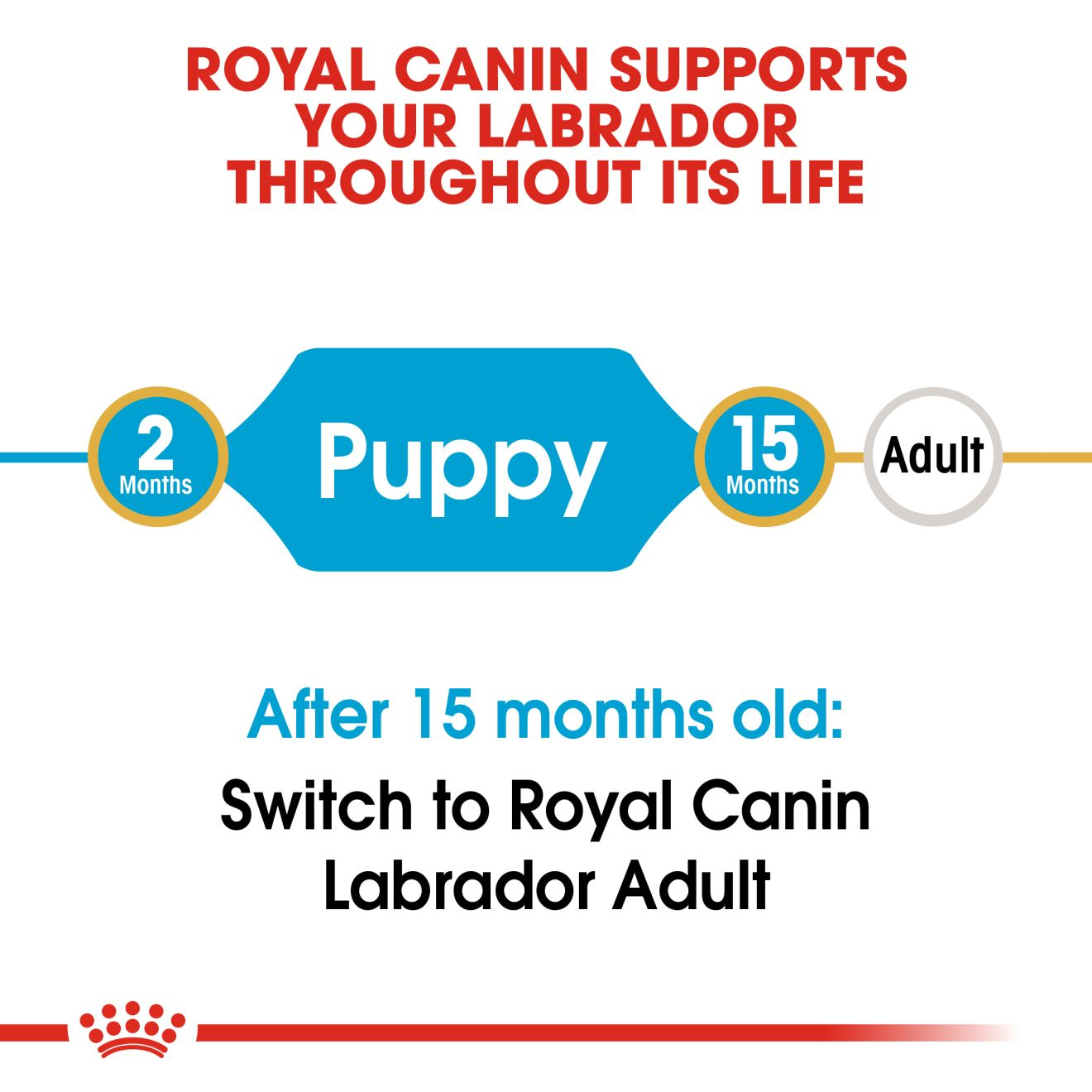 royal canin labrador junior feeding guide
