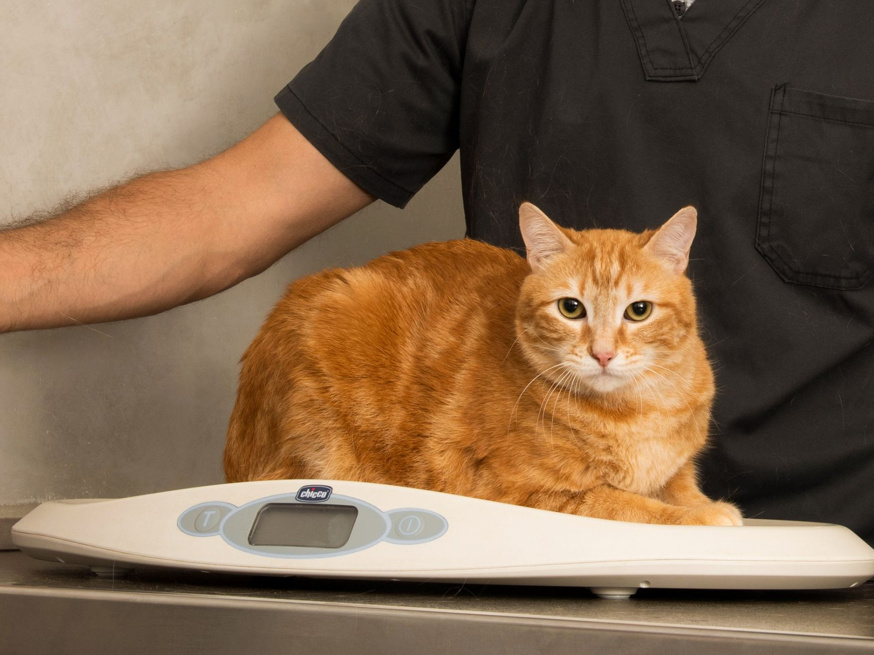 Volwassen rossig kat zat op een weegschaal in een dierenartspraktijk