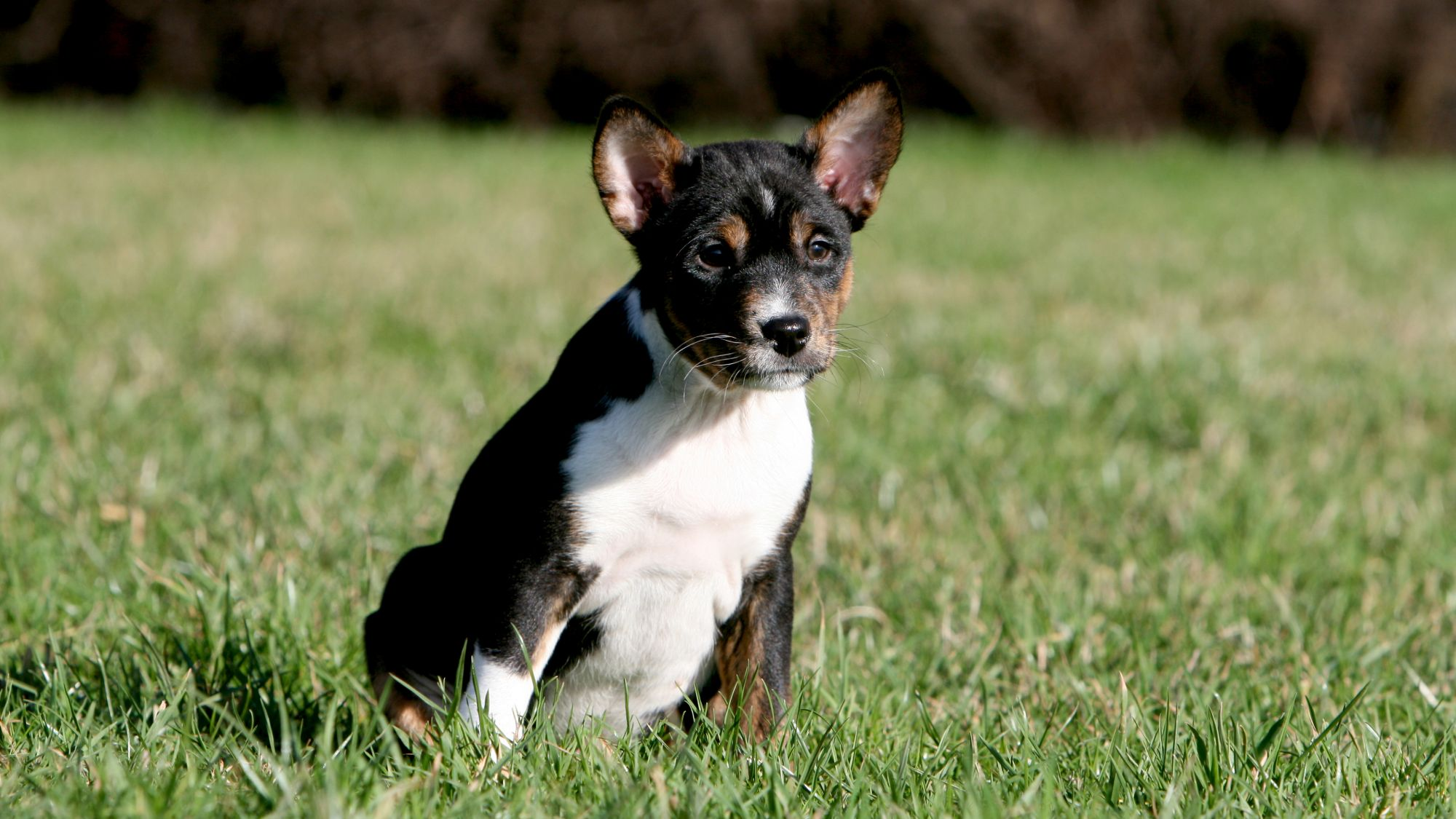 Basenji puppy sat in grass