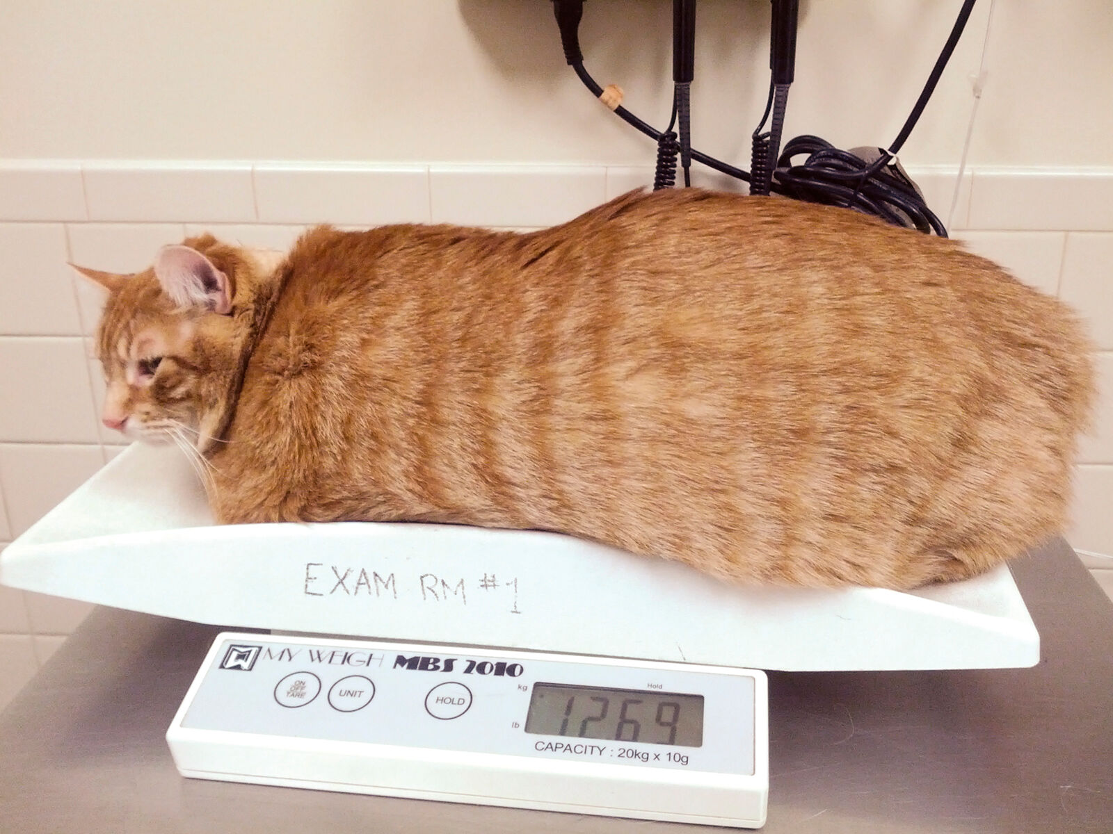 Caloric density is much more of a concern than carbohydrate content when it comes to feline obesity