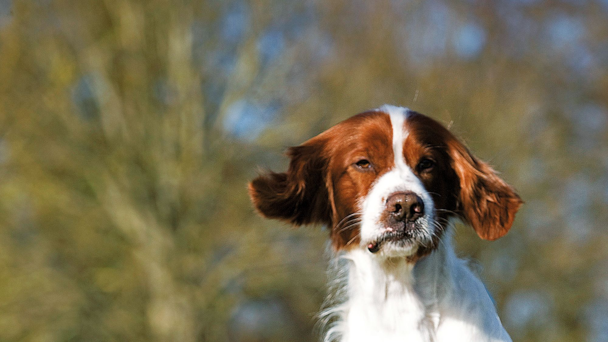 Irish Red and White Setter sat with ears blowing in the wind