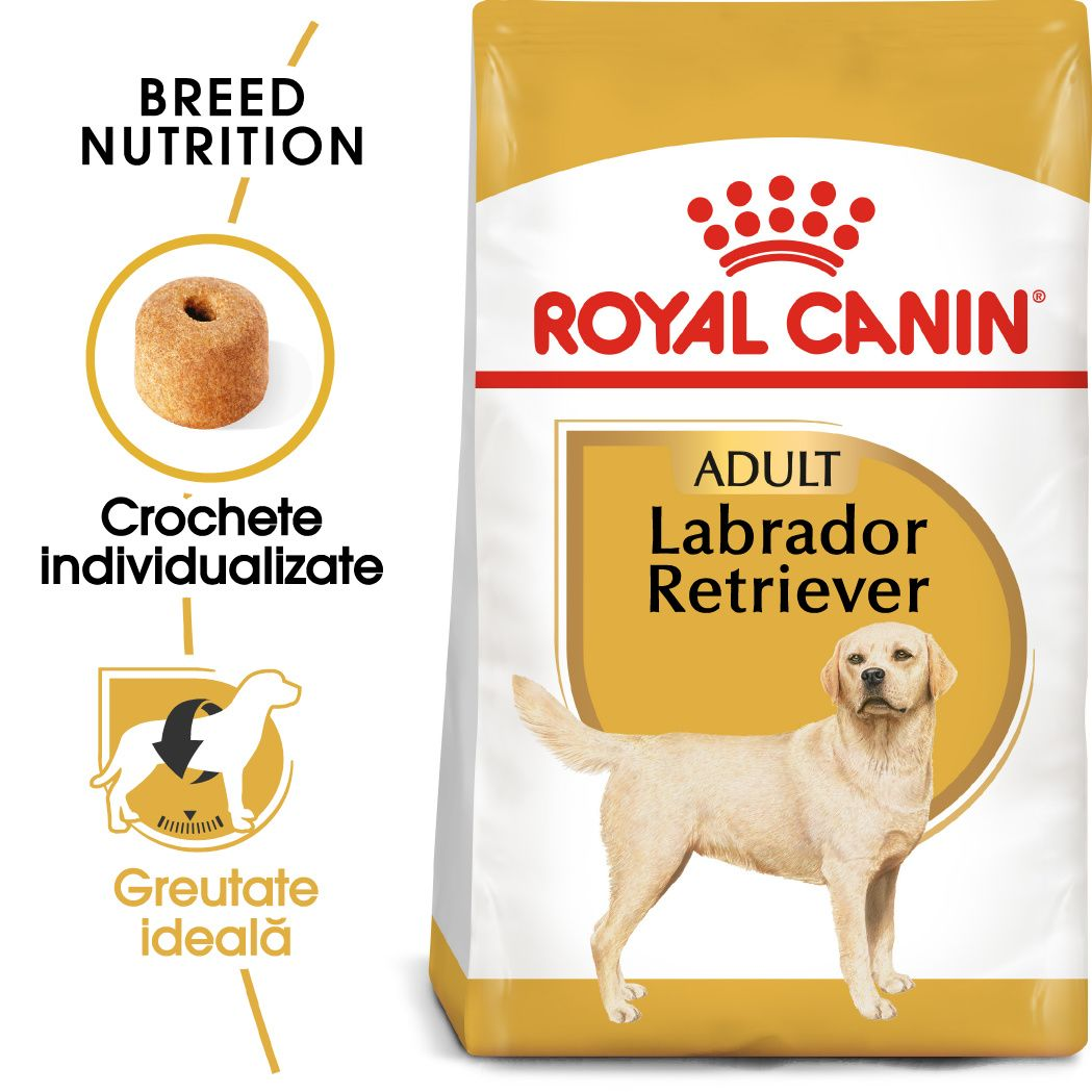 Labrador Retriever Adult