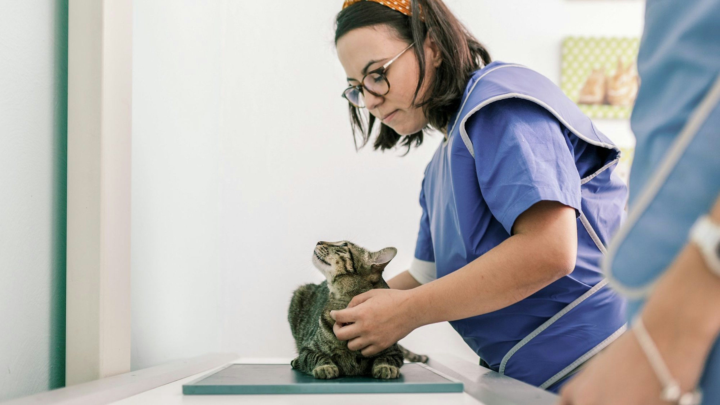 Medic privind către o pisică tabby pe masa de consultație