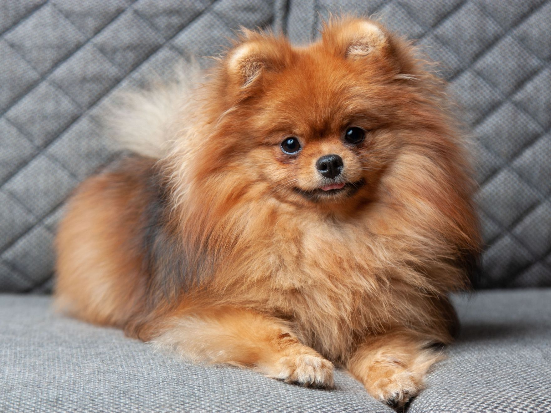 Portrait d'un chiot loulou de Poméranie sur un canapé gris, en intérieur