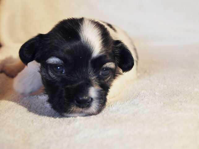 Het gezicht van een havanese pup van twee weken oud