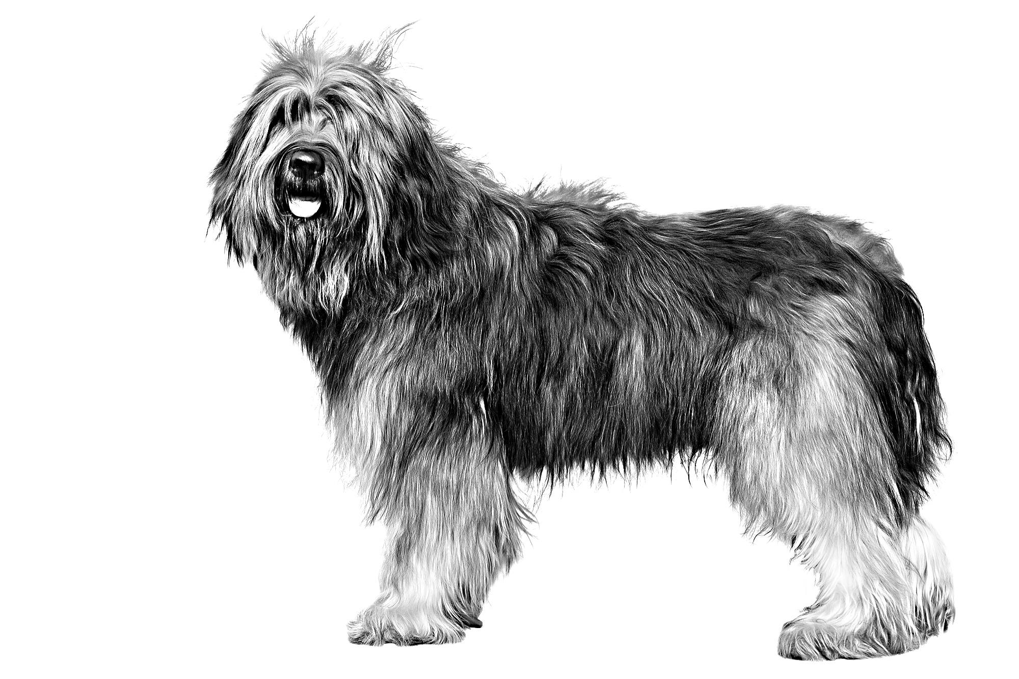 catalan-sheepdog-royal-canin