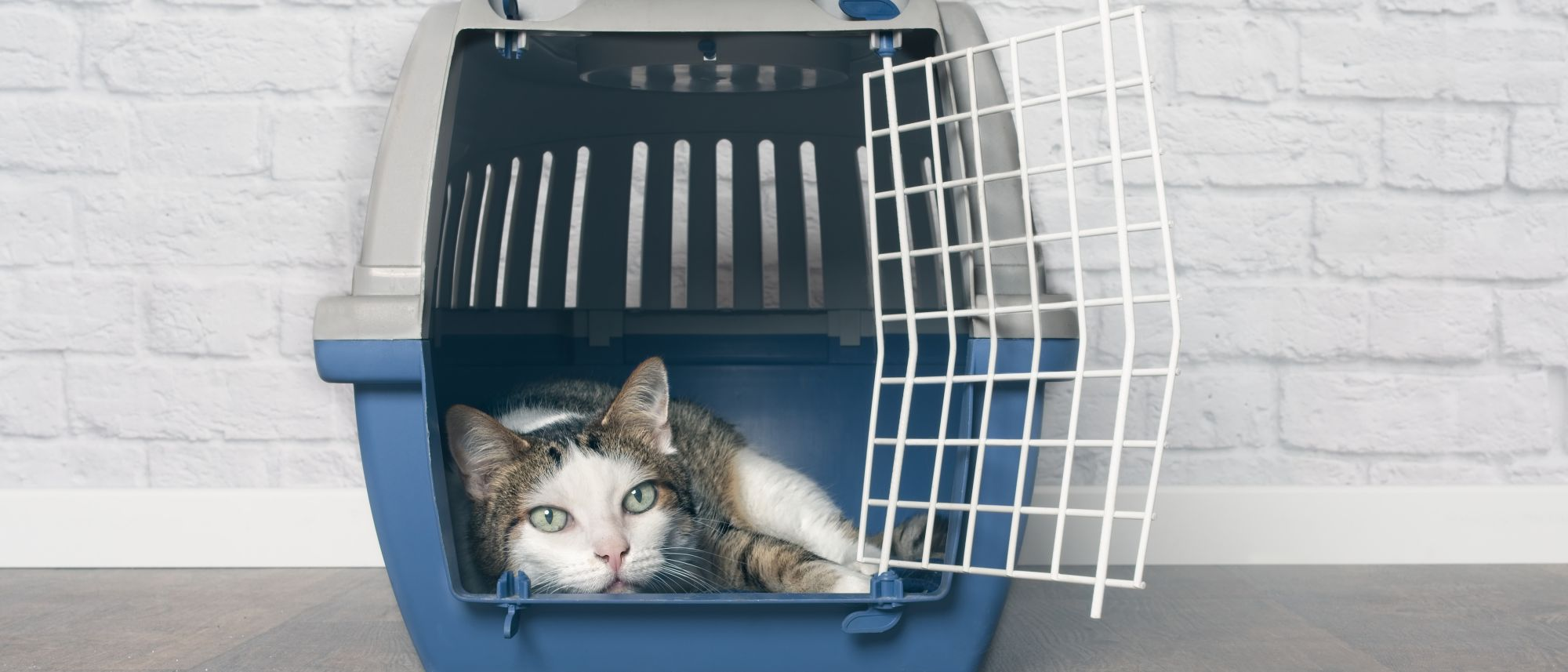 Cat carrier online best sale