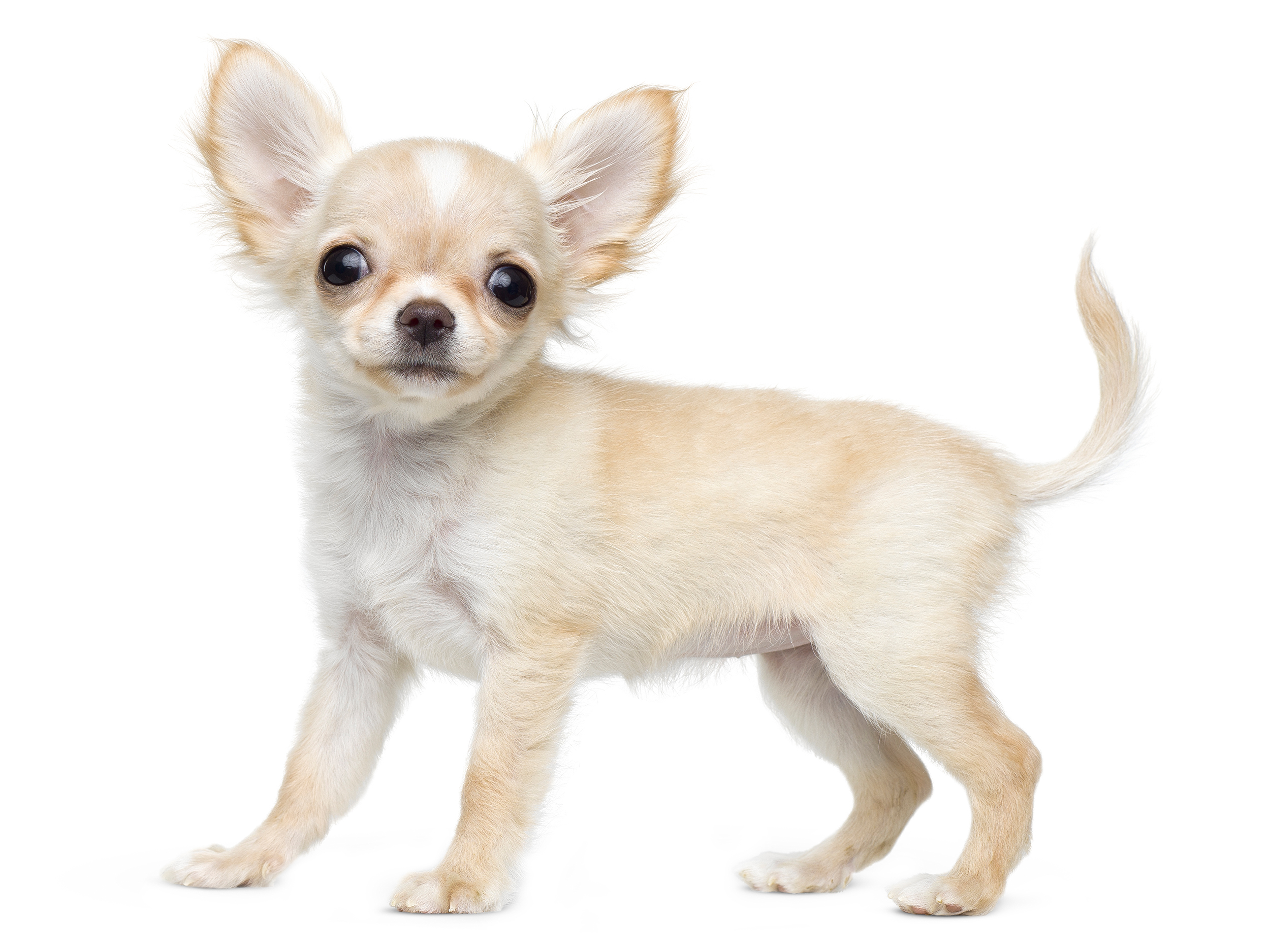 royal canin senior chihuahua