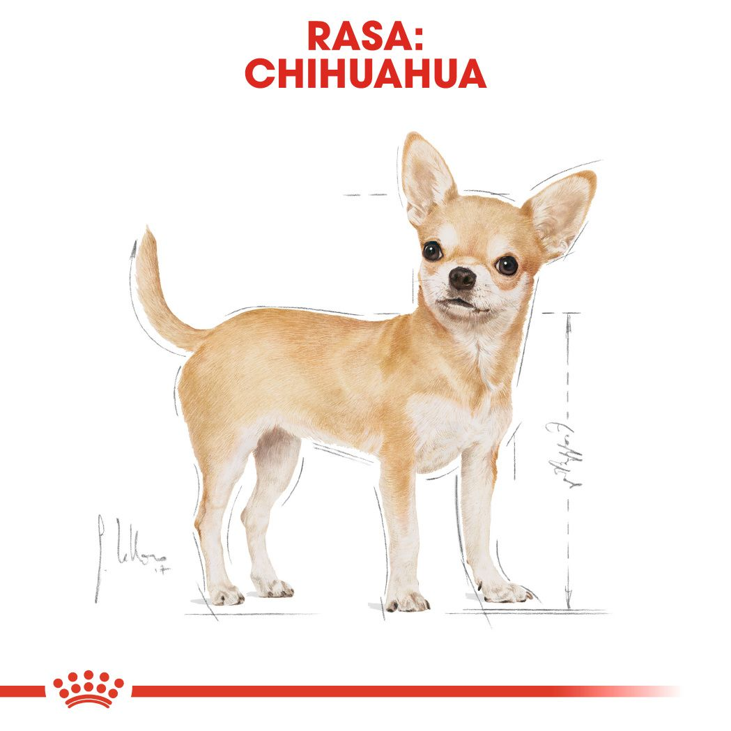 Chihuahua adult best sale royal canin