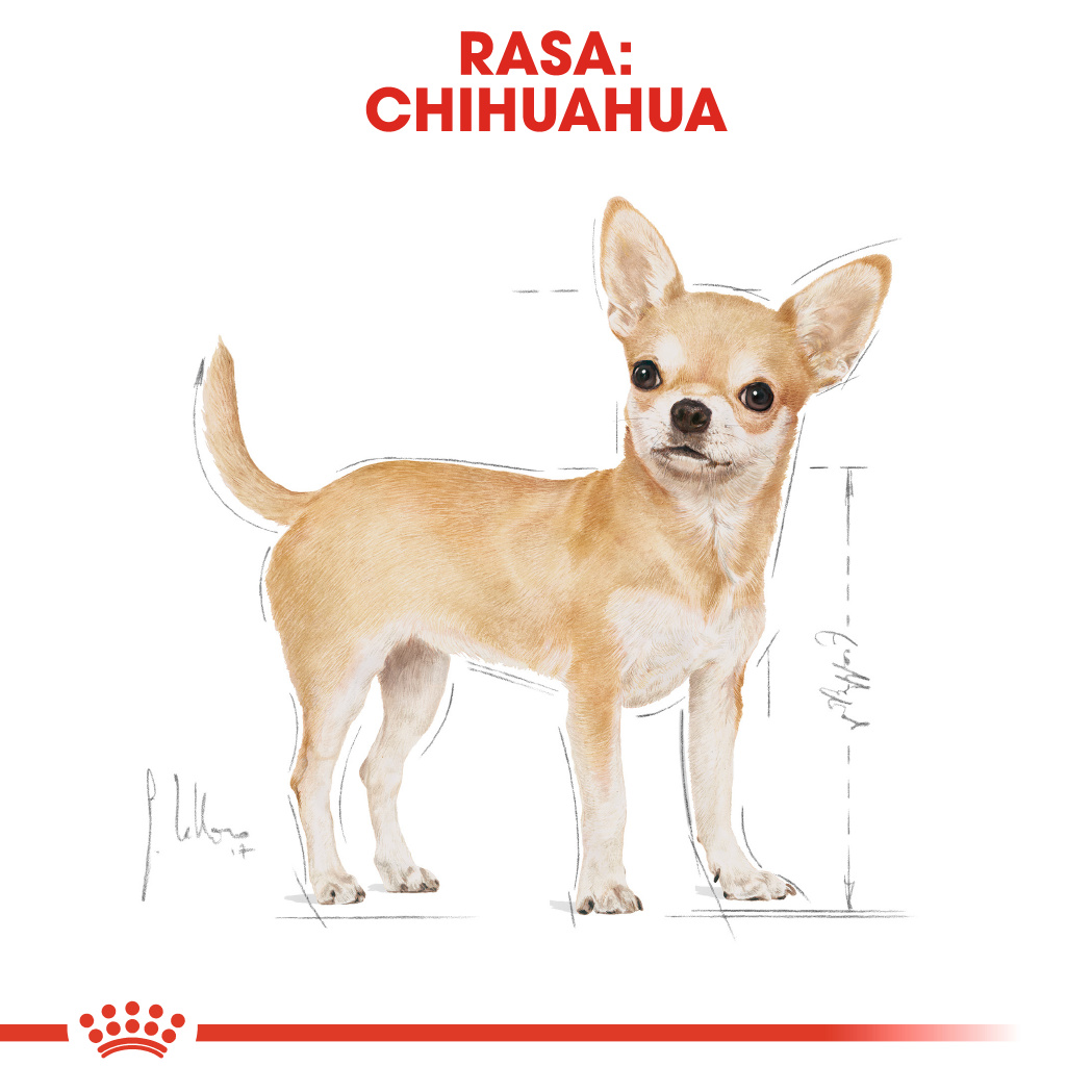 Chihuahua Adult Kering Royal Canin