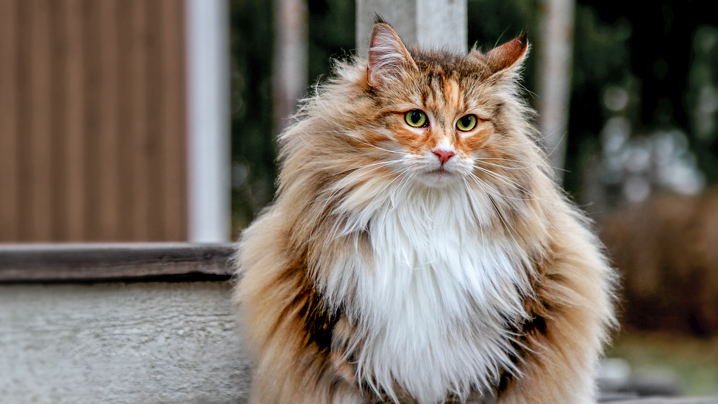 cat dandruff and hair loss