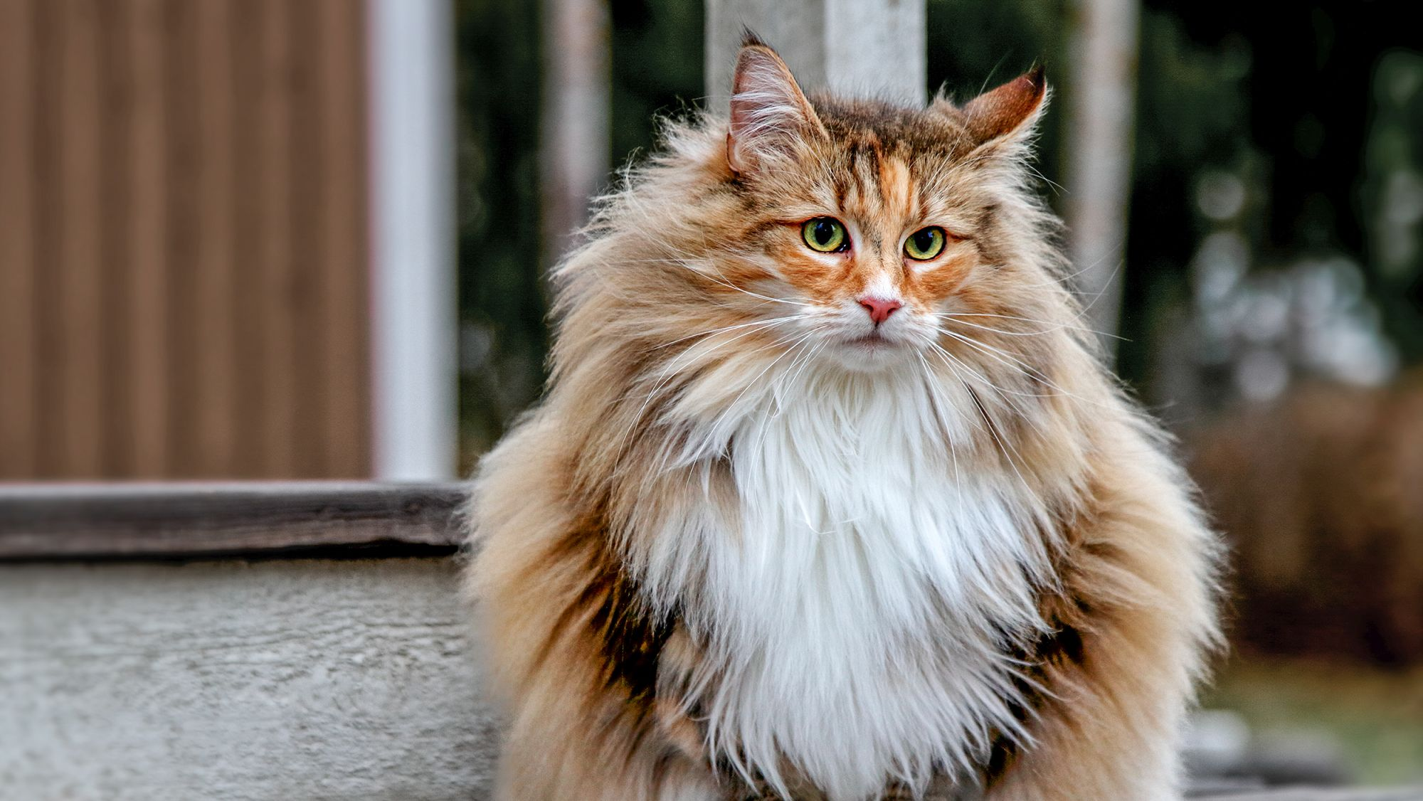 Gato Bosques da Noruega adulto sentado num jardim exterior.