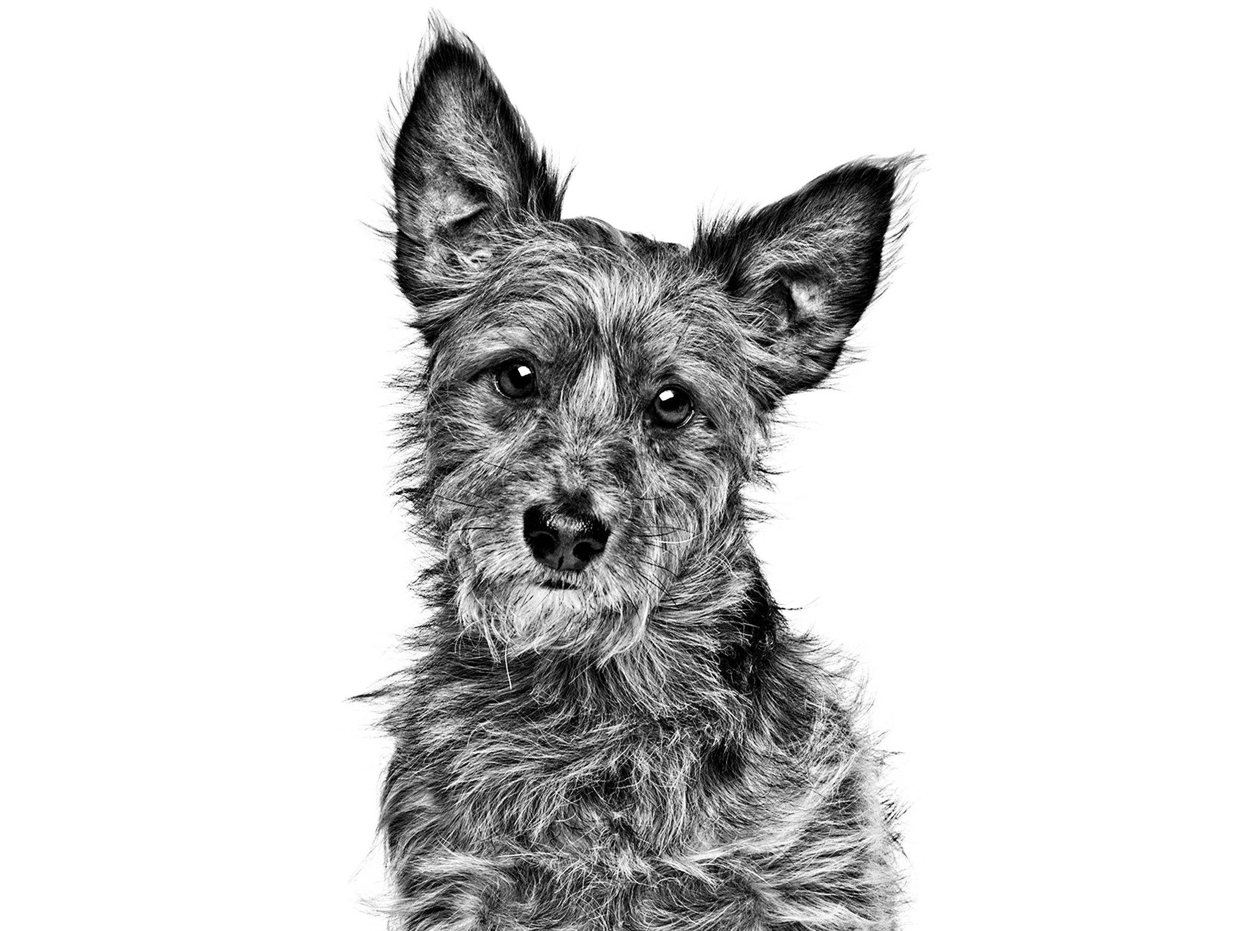 Terrier Australiano adulto sentado en blanco y negro sobre un fondo blanco