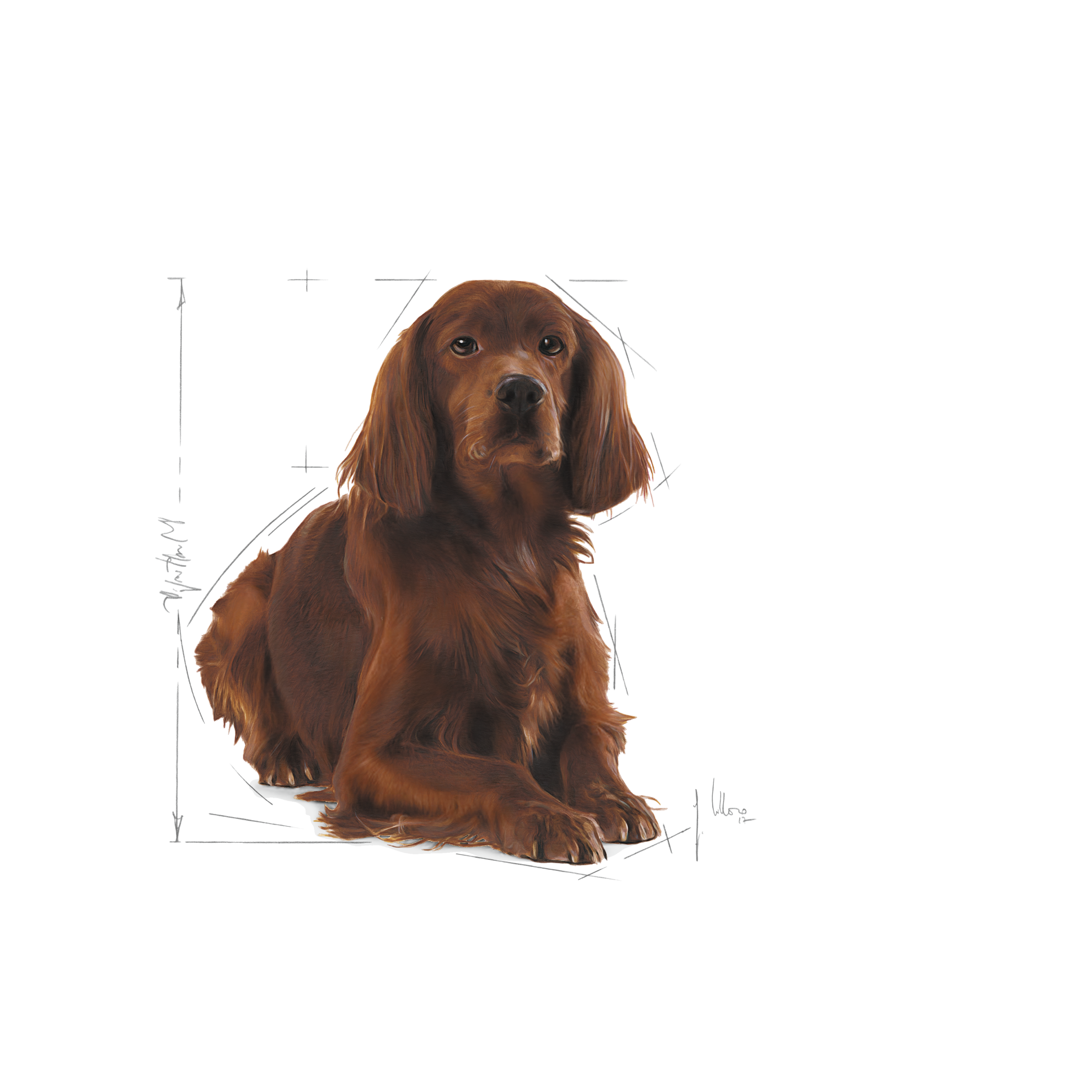 Royal canin 2024 irish setter