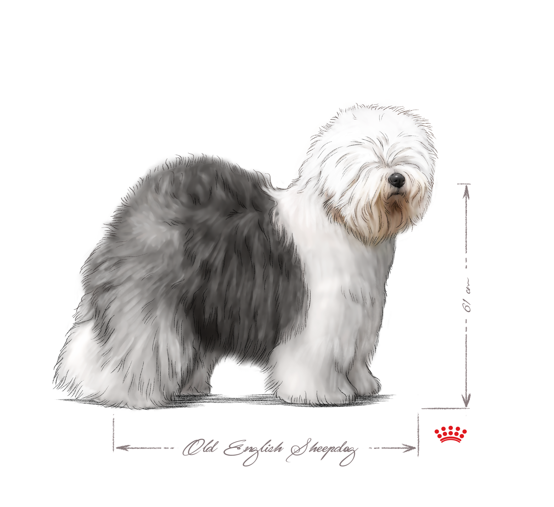 Old English Sheepdog adult black and white