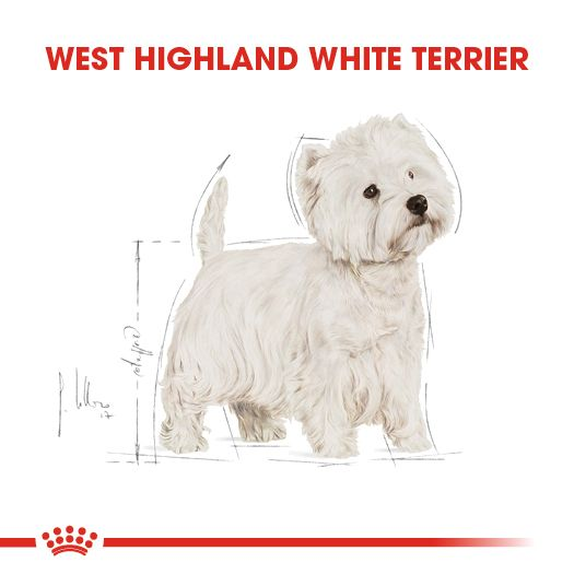 West Highland White Terrier Adult