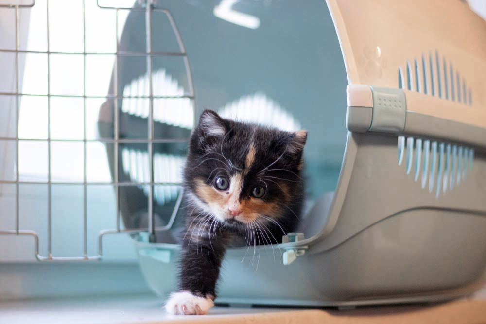 Une cage de transport pour chats doit être sécurisée et son couvercle doit être amovible 